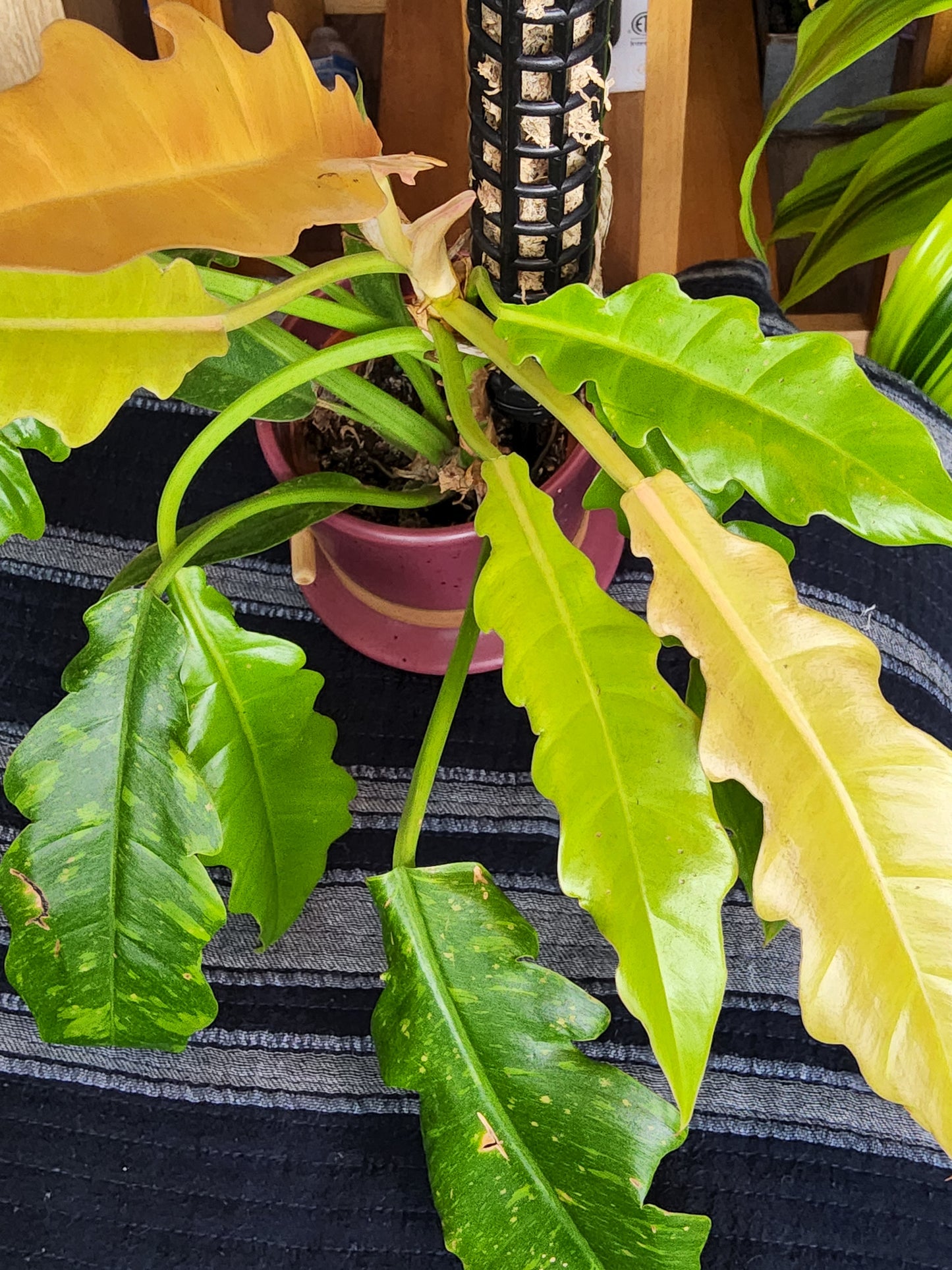 5 inch Pot Ceramic Pot, exact plant - Philodendron 'Ring of fire', picture taken Sep 11, 2024 - 🪴 Voelk Art & Plants Inc 🪴