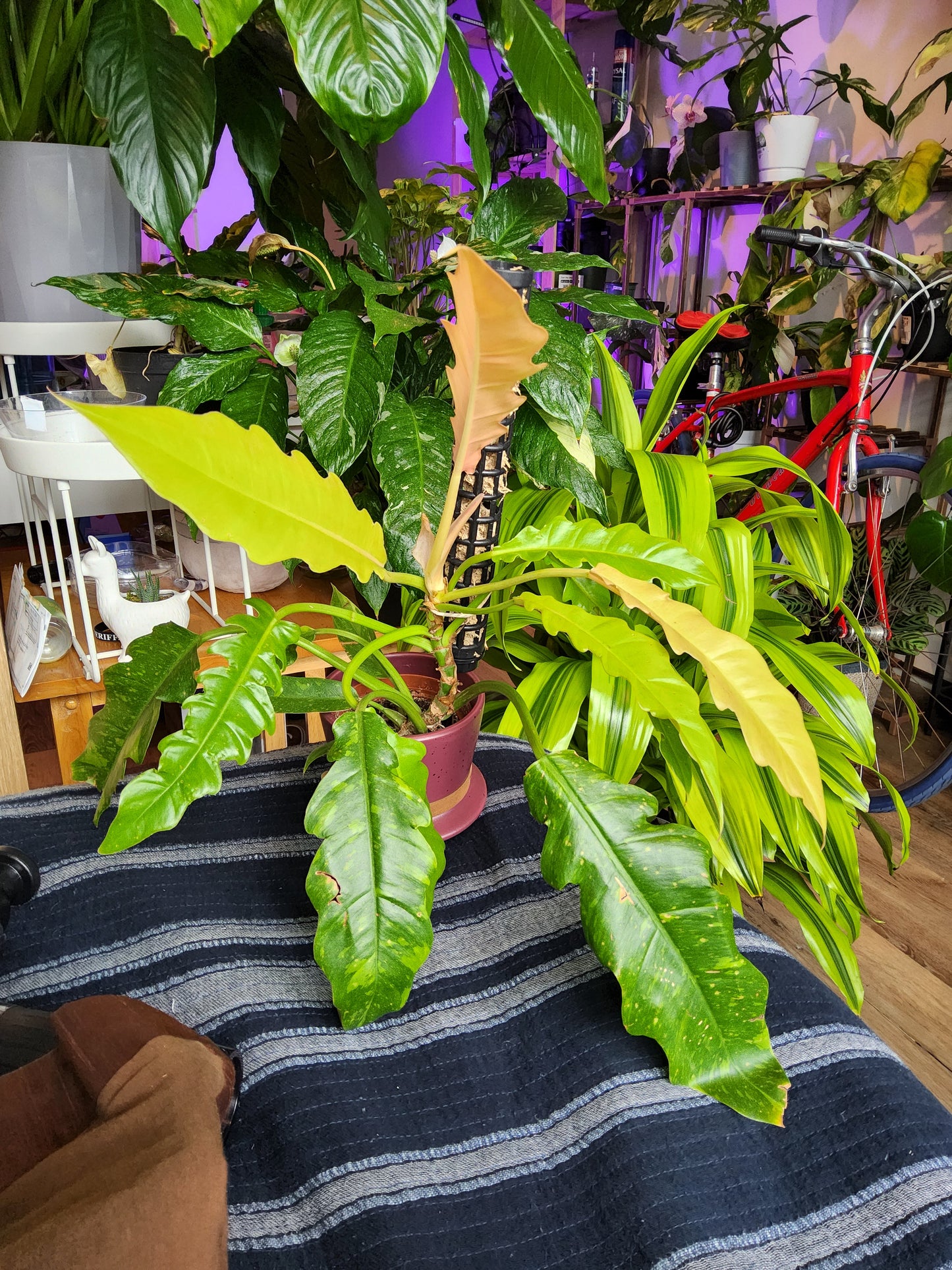 5 inch Pot Ceramic Pot, exact plant - Philodendron 'Ring of fire', picture taken Sep 11, 2024 - 🪴 Voelk Art & Plants Inc 🪴