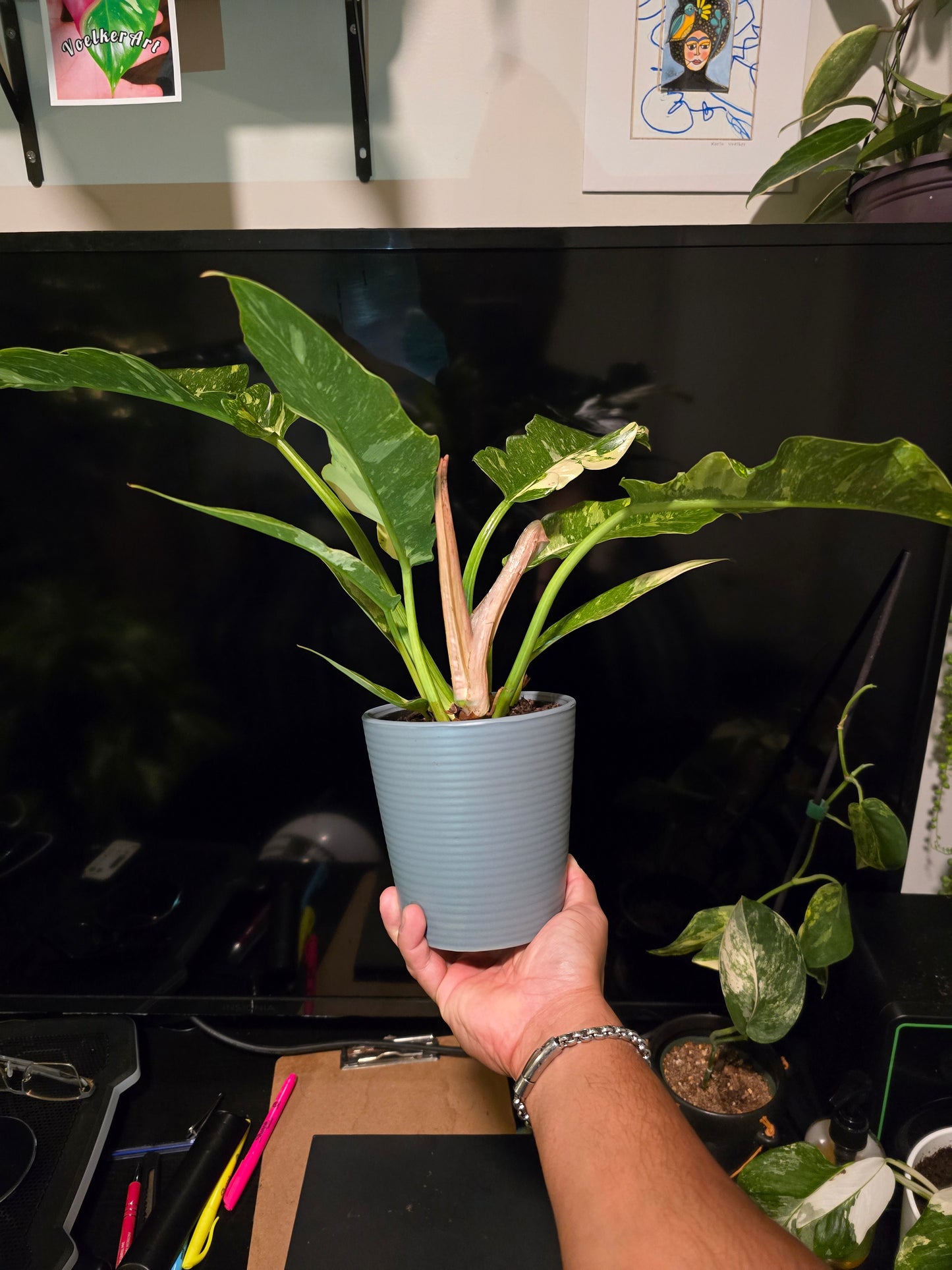 5 inch Pot, Exact plant - Philodendron 'Ring Of Fire', picture taken Sep 22, 2024 - 🪴 Voelk Art & Plants Inc 🪴