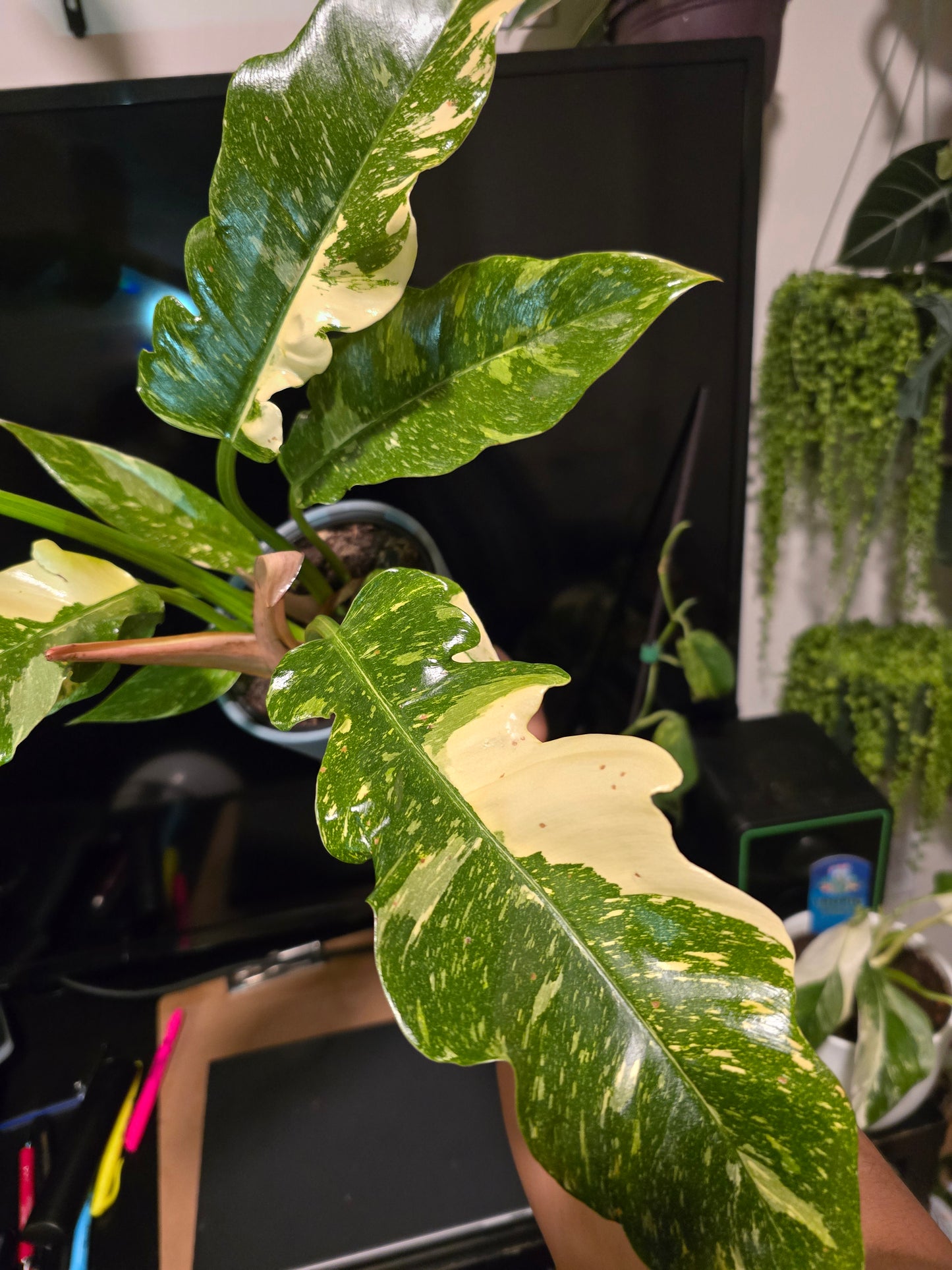 5 inch Pot, Exact plant - Philodendron 'Ring Of Fire', picture taken Sep 22, 2024 - 🪴 Voelk Art & Plants Inc 🪴
