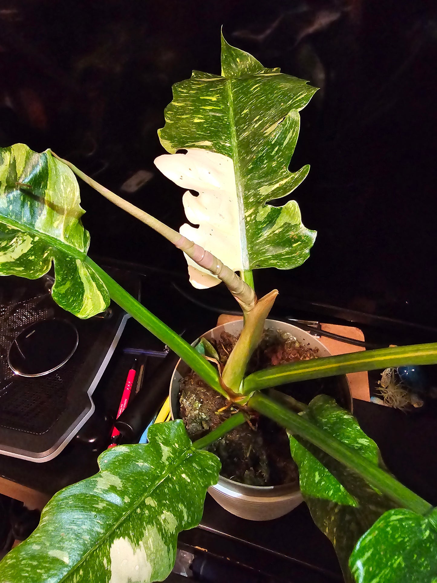 5 inch Pot, Exact plant - Philodendron 'Ring Of Fire', picture taken Sep 22, 2024 - 🪴 Voelk Art & Plants Inc 🪴