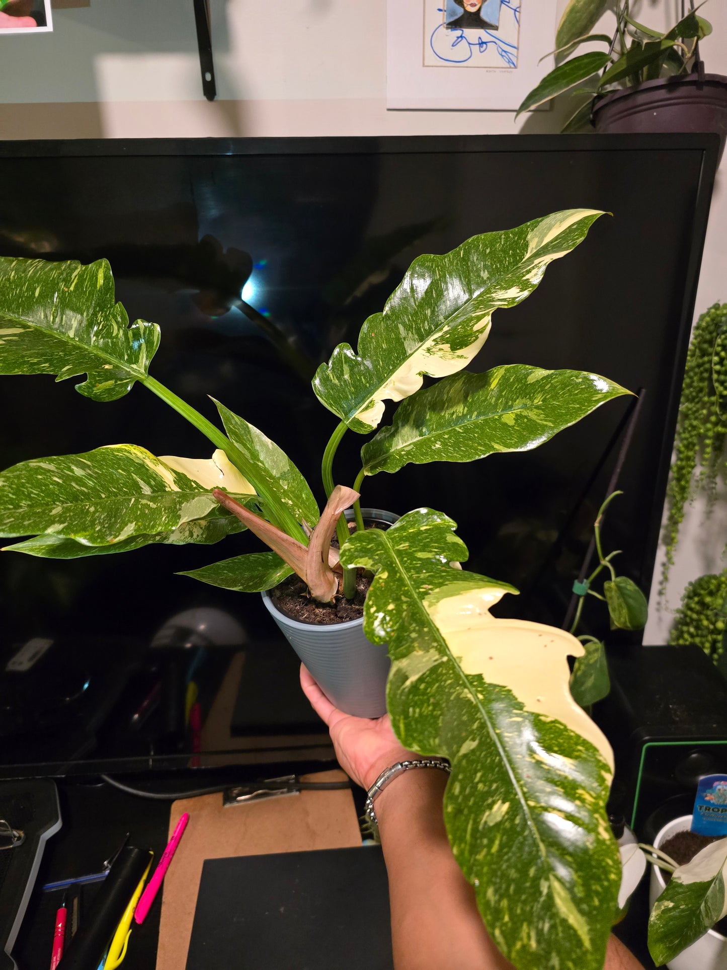 5 inch Pot, Exact plant - Philodendron 'Ring Of Fire', picture taken Sep 22, 2024 - 🪴 Voelk Art & Plants Inc 🪴