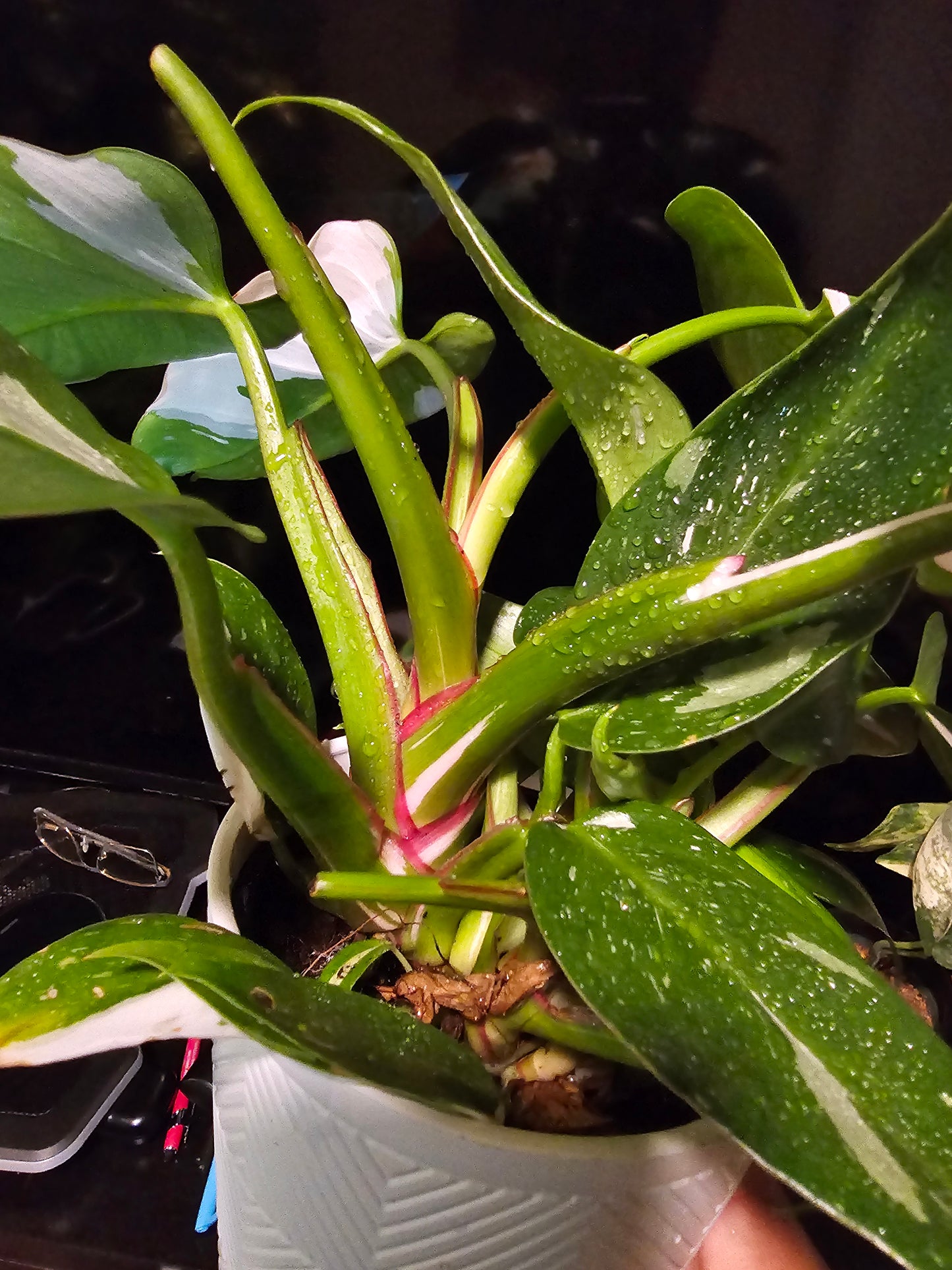 5 inch Pot, Exact plant - Philodendron 'White Princess', picture taken Sep 22, 2024 - 🪴 Voelk Art & Plants Inc 🪴