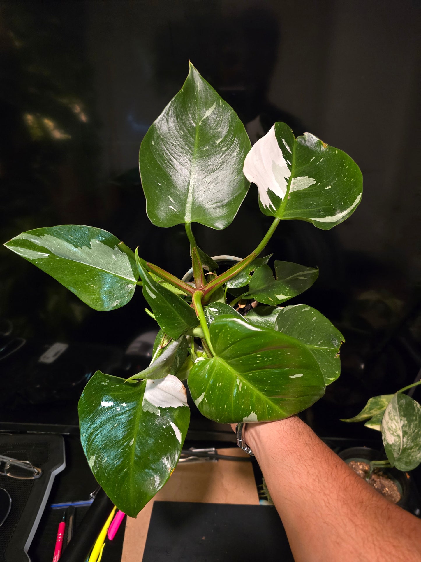 5 inch Pot, Exact plant - Philodendron 'White Princess', picture taken Sep 22, 2024 - 🪴 Voelk Art & Plants Inc 🪴