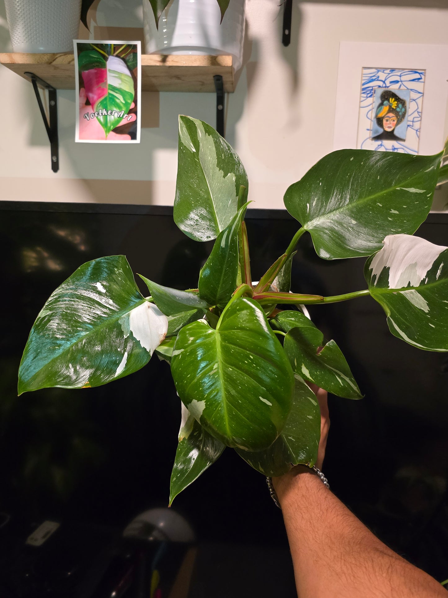 5 inch Pot, Exact plant - Philodendron 'White Princess', picture taken Sep 22, 2024 - 🪴 Voelk Art & Plants Inc 🪴
