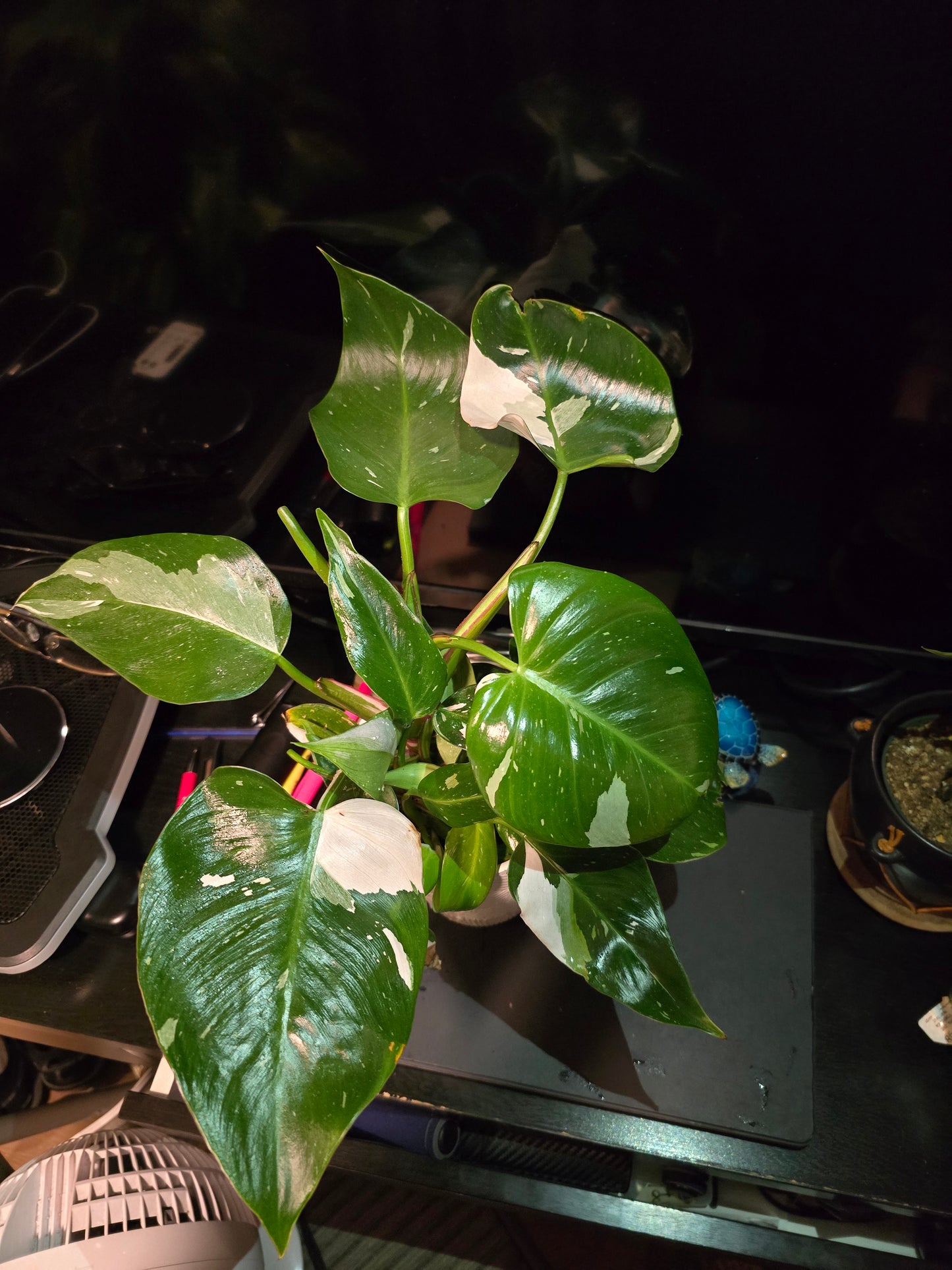 5 inch Pot, Exact plant - Philodendron 'White Princess', picture taken Sep 22, 2024 - 🪴 Voelk Art & Plants Inc 🪴
