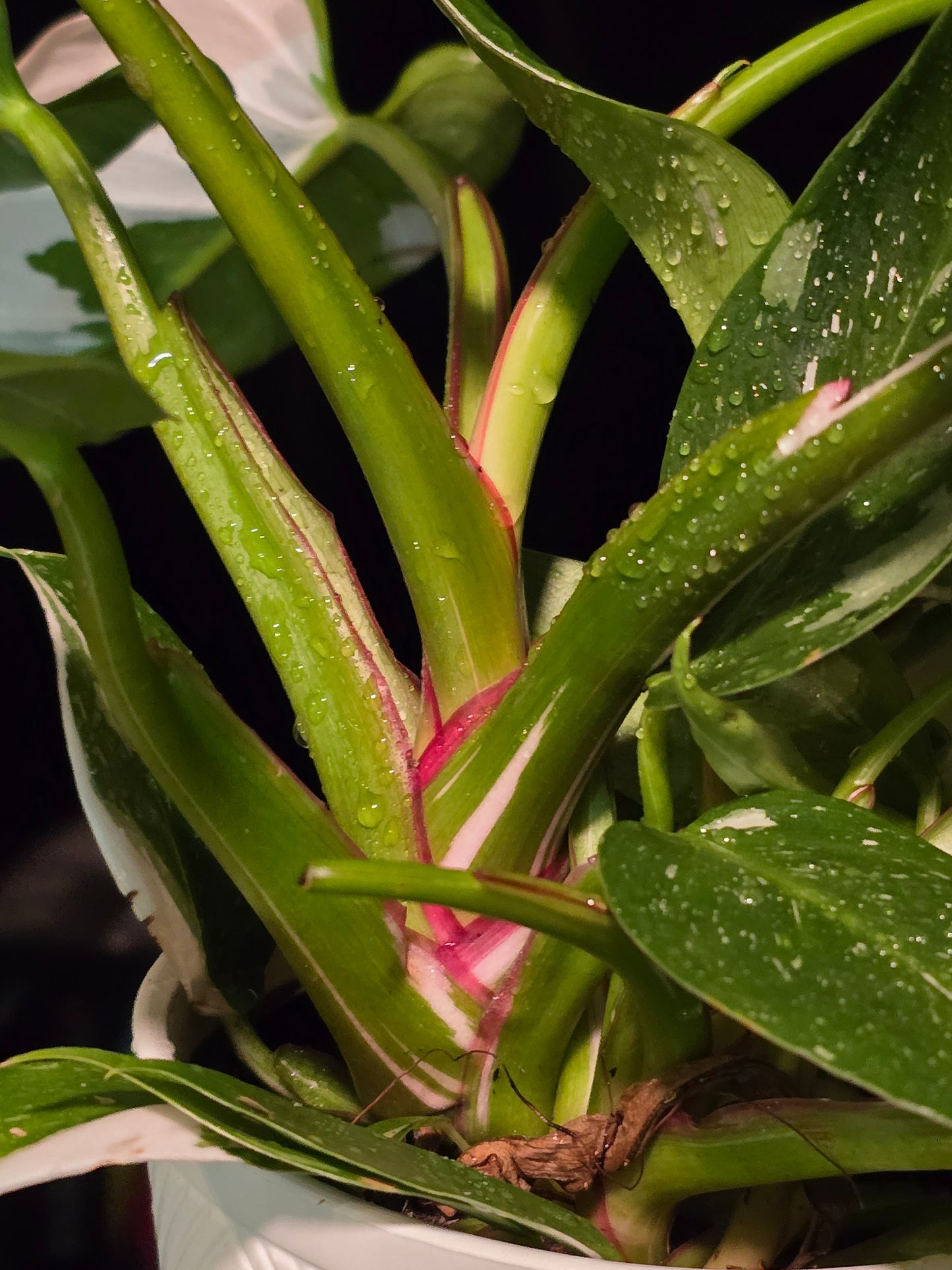 5 inch Pot, Exact plant - Philodendron 'White Princess', picture taken Sep 22, 2024 - 🪴 Voelk Art & Plants Inc 🪴