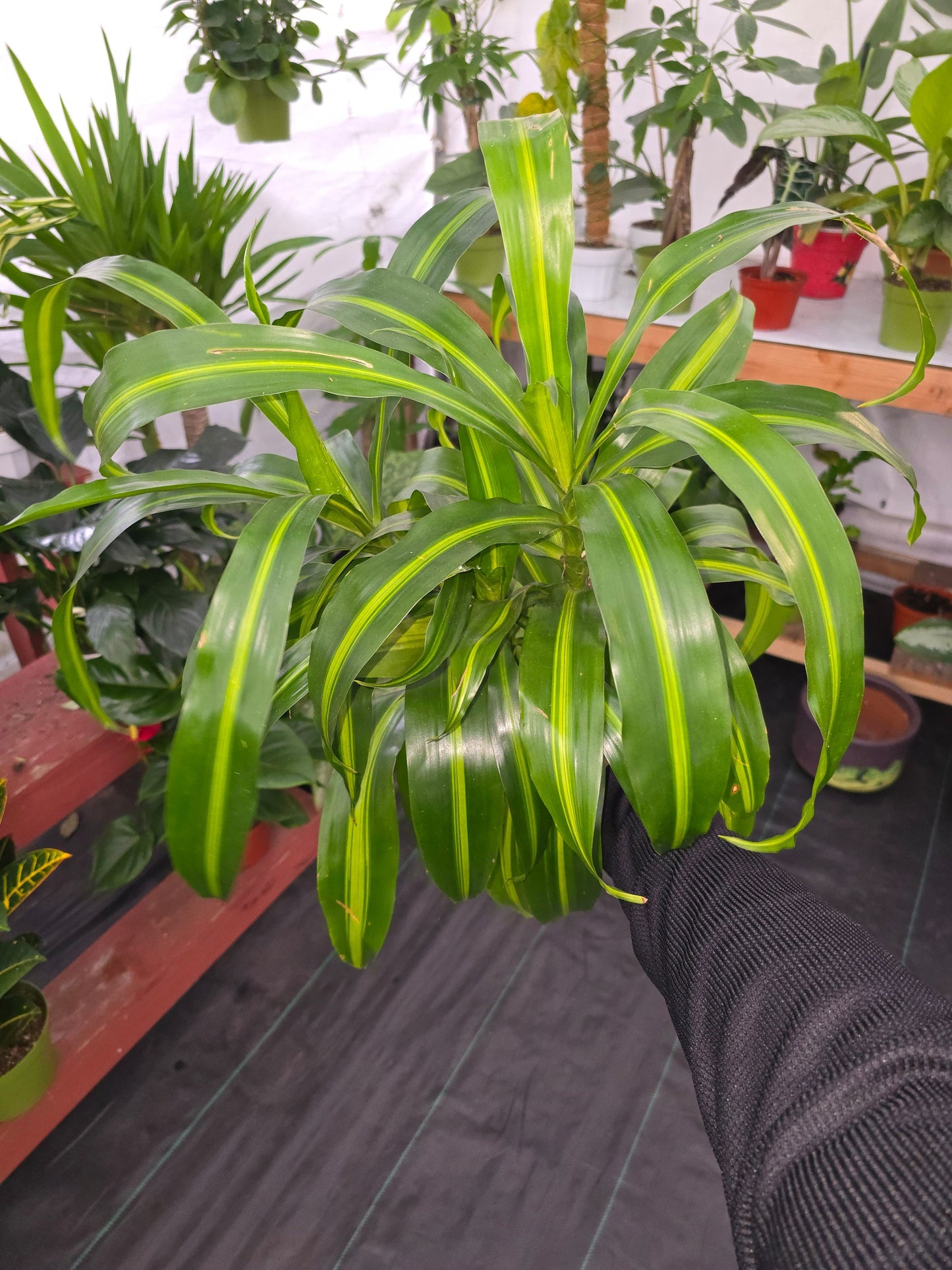 6 inch Pot, 12" ish tall - Dracaena "Hawaiian Sunshine" Palo de Brasil for indoor - Get one similar to picture - Live Plants online - 🪴 Voelk Art & Plants Inc 🪴