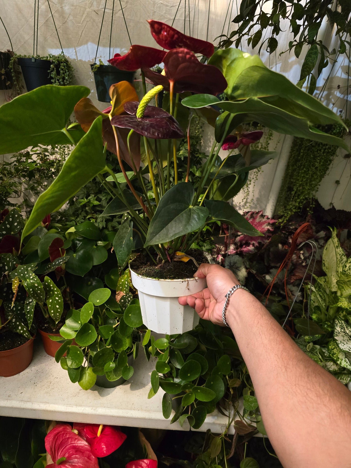 6 inch Pot- 12" tall XL plant Red Wine Anthuriums Lace Leaf Bushy Live Indoor Plant easy care - 🪴 Voelk Art & Plants Inc 🪴