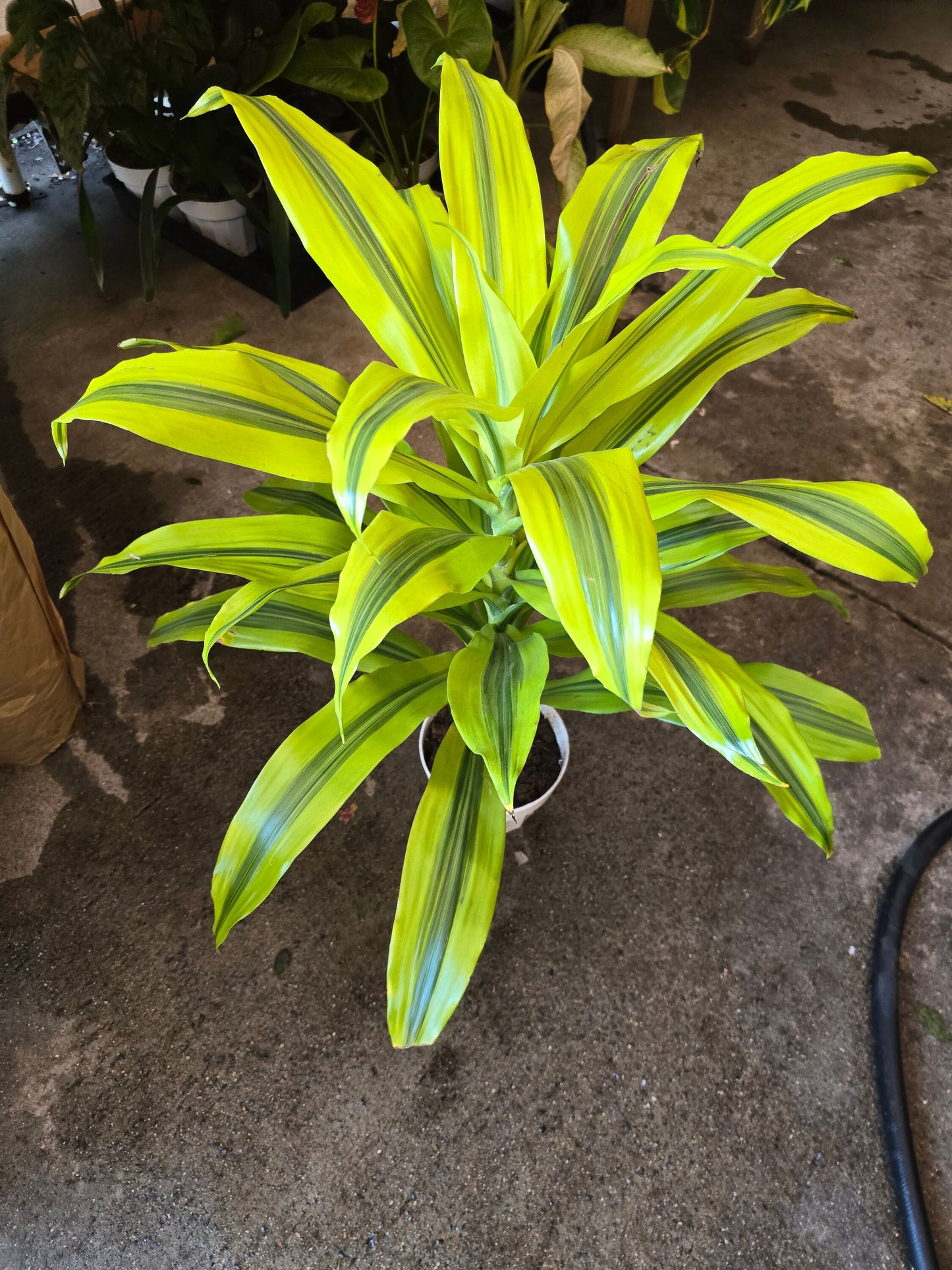 6 inch Pot - 2 ft Gold Dracaena (Dracaena sanderiana ‘Gold’) Elegant Indoor- Get similar to the picture - 🪴 Voelk Art & Plants Inc 🪴
