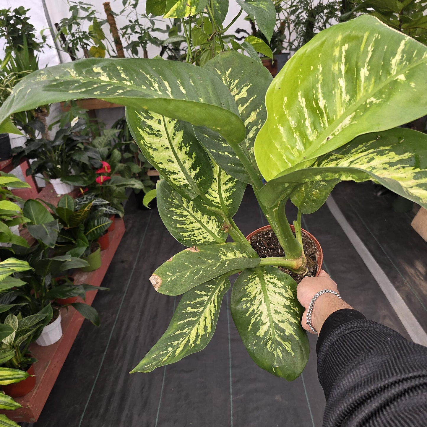 6 inch Pot - 2 ft. Tall Dieffenbachia seguine indoor and outdoor easy care Air Purifier - Get similar to the picture - 🪴 Voelk Art & Plants Inc 🪴