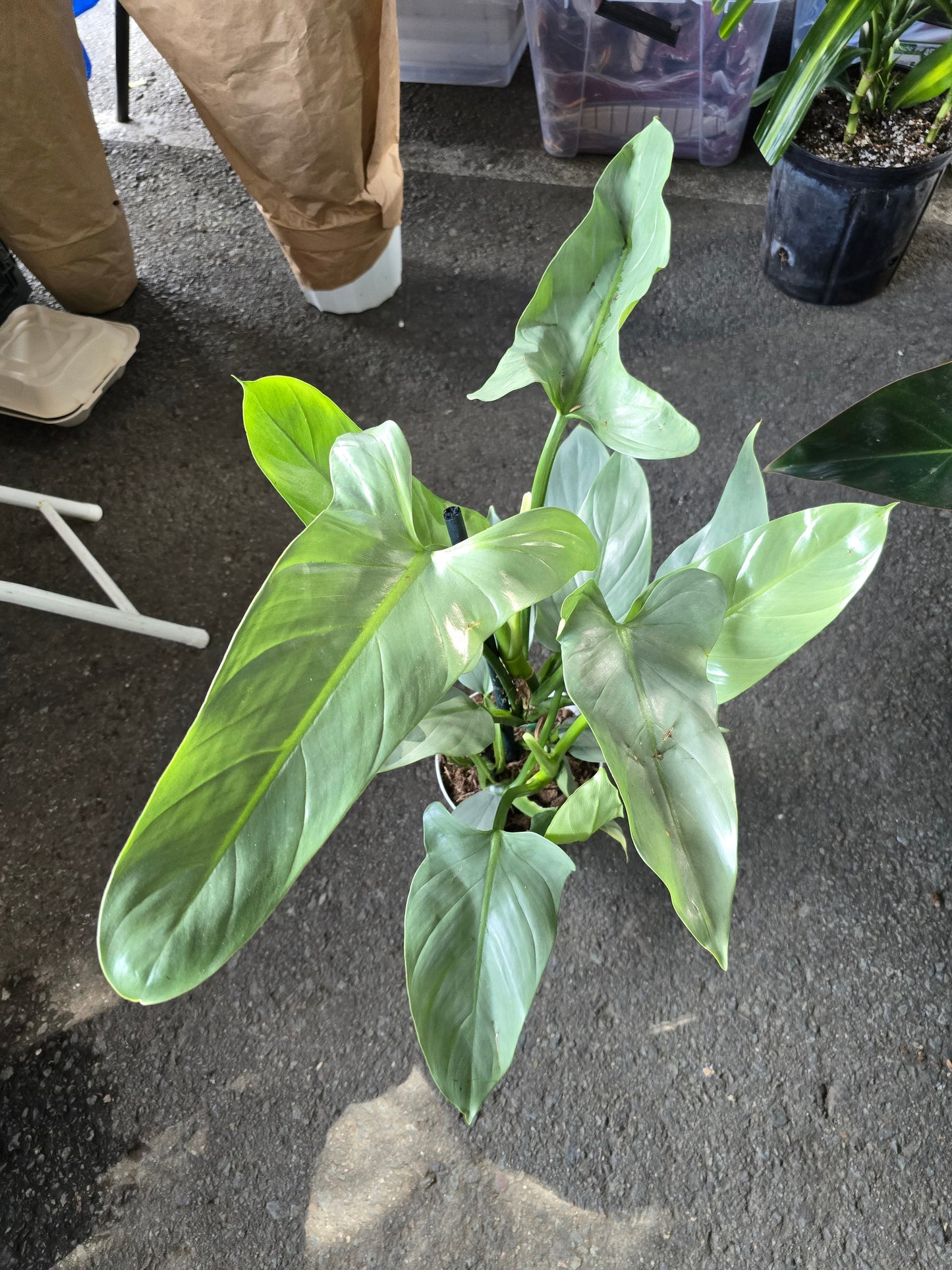 6 inch pot - 20"+ tall XL Philodendron Silver Sword, also known as Philodendron Hastatum - Beautiful house plant - get one similar - 🪴 Voelk Art & Plants Inc 🪴