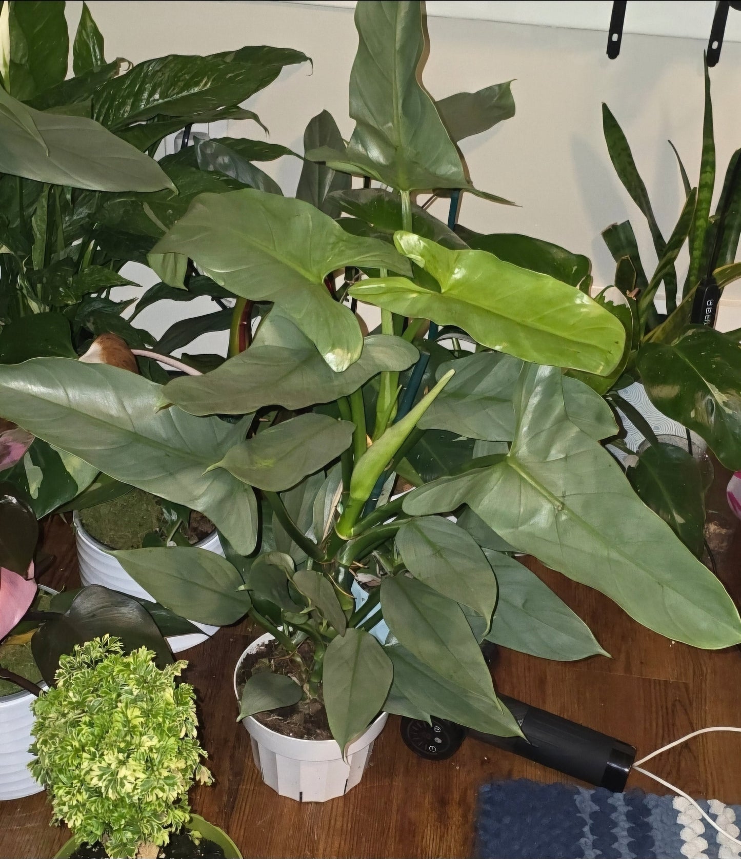 6 inch pot - 20"+ tall XL Philodendron Silver Sword, also known as Philodendron Hastatum - Beautiful house plant - get one similar - 🪴 Voelk Art & Plants Inc 🪴