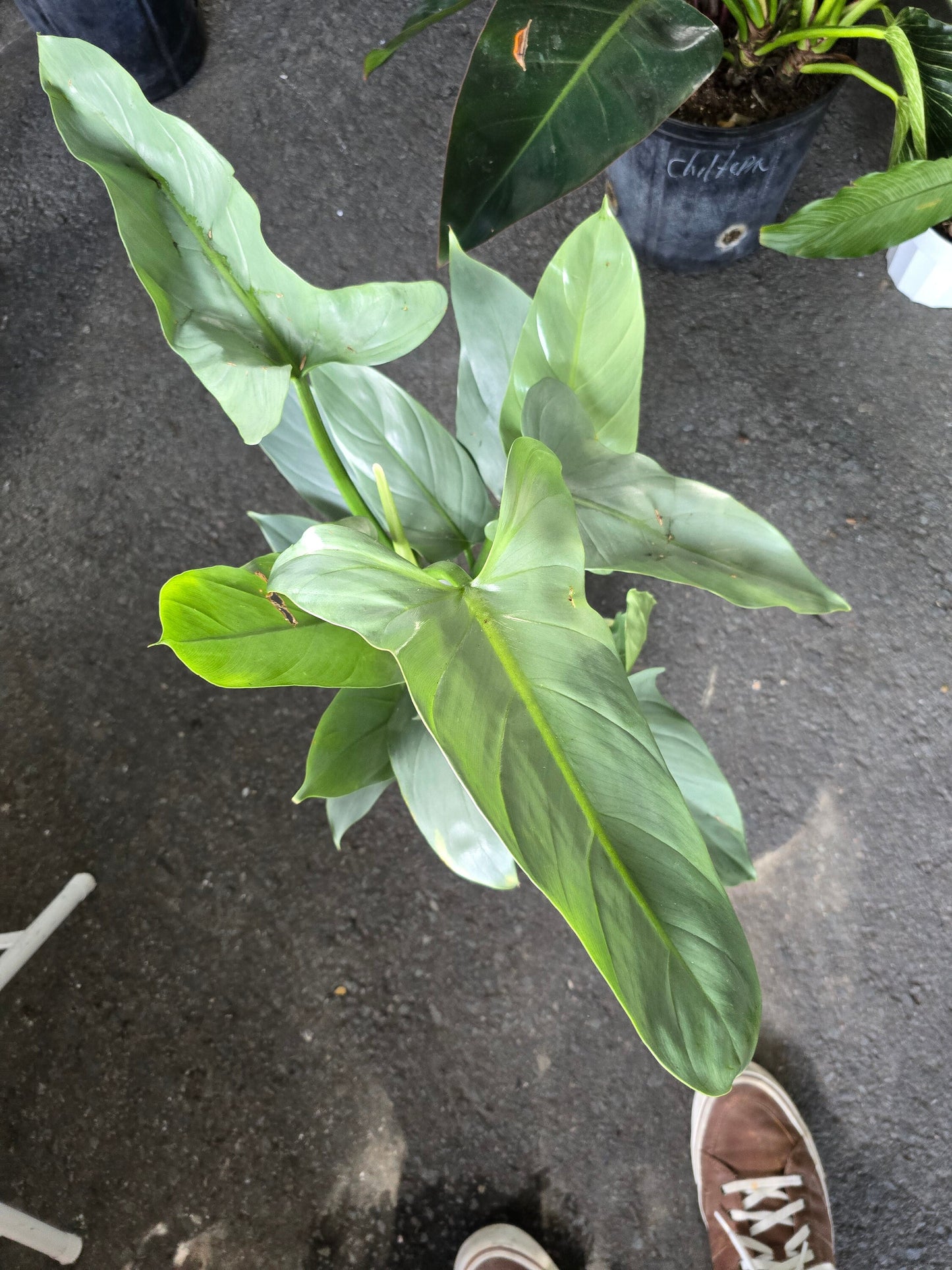 6 inch pot - 20"+ tall XL Philodendron Silver Sword, also known as Philodendron Hastatum - Beautiful house plant - get one similar - 🪴 Voelk Art & Plants Inc 🪴