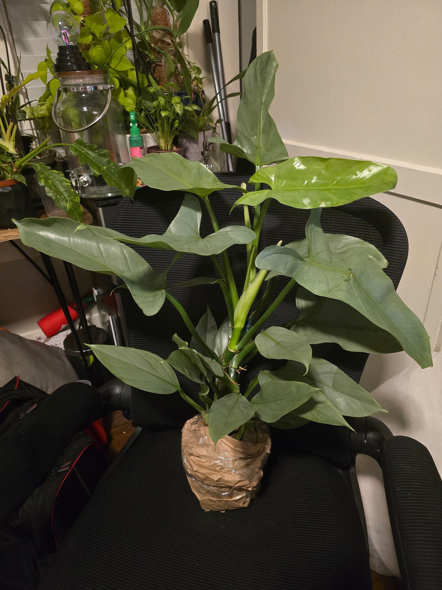 6 inch pot - 20"+ tall XL Philodendron Silver Sword, also known as Philodendron Hastatum - Beautiful house plant - get one similar - 🪴 Voelk Art & Plants Inc 🪴