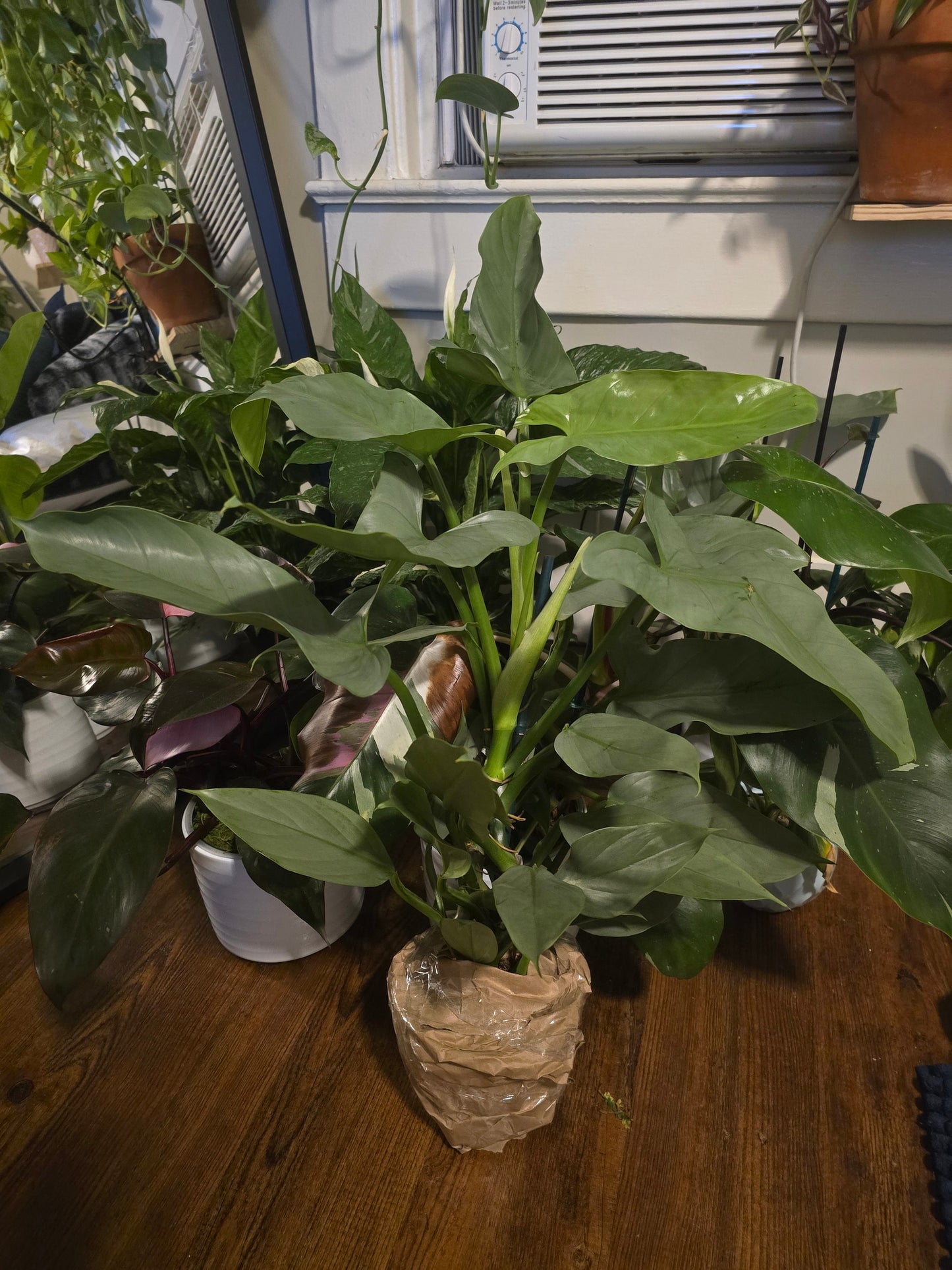 6 inch pot - 20"+ tall XL Philodendron Silver Sword, also known as Philodendron Hastatum - Beautiful house plant - get one similar - 🪴 Voelk Art & Plants Inc 🪴