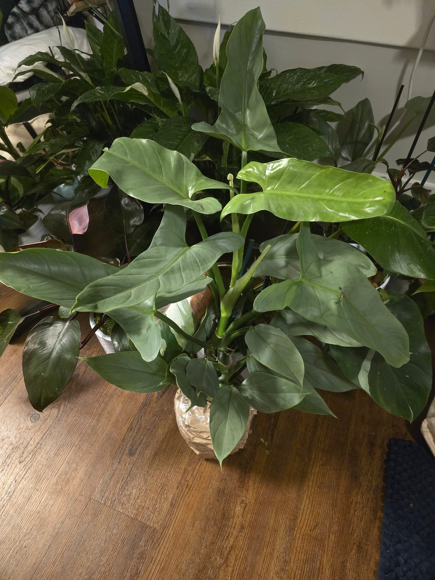 6 inch pot - 20"+ tall XL Philodendron Silver Sword, also known as Philodendron Hastatum - Beautiful house plant - get one similar - 🪴 Voelk Art & Plants Inc 🪴