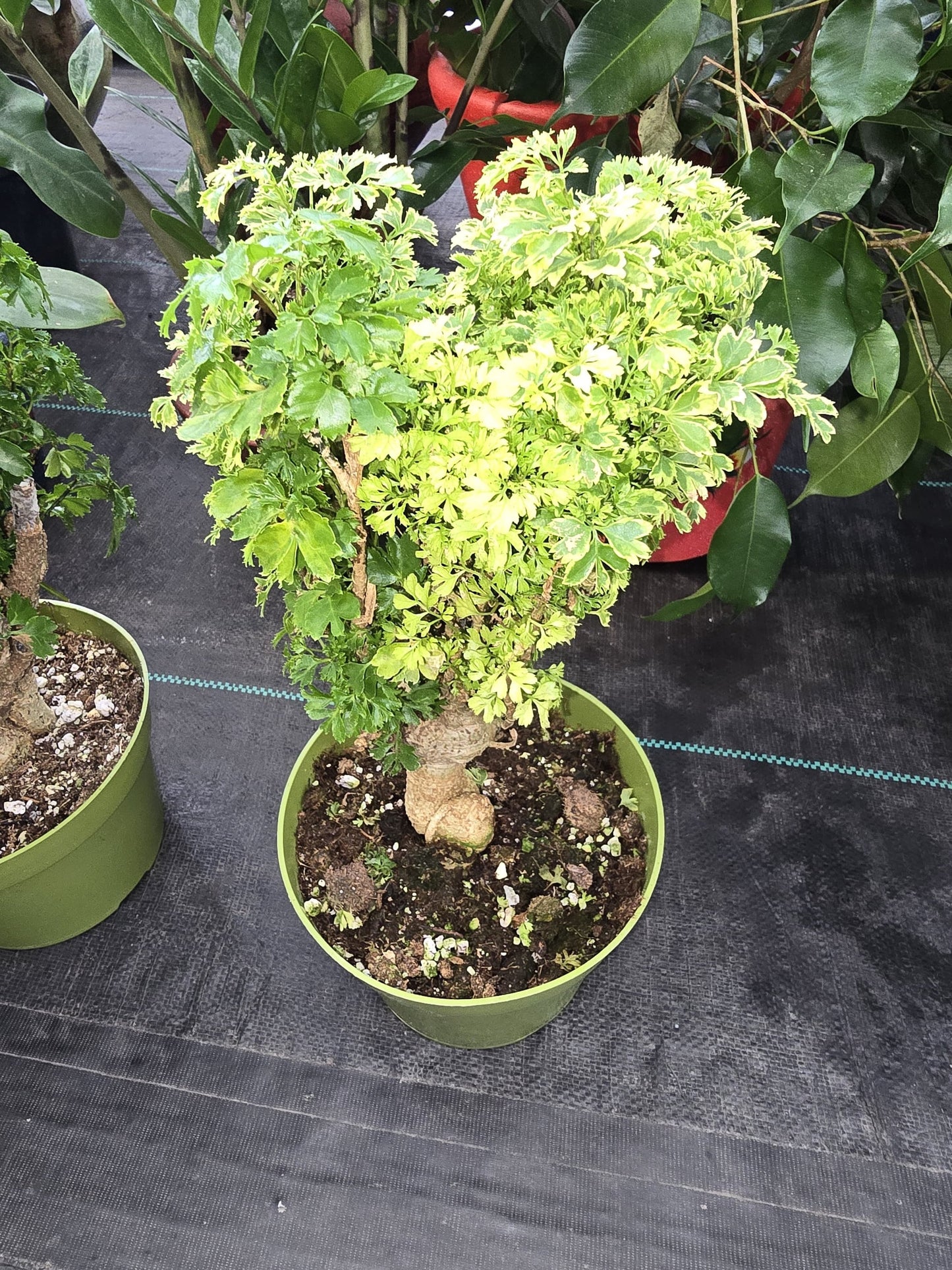 6 inch Pot - about 10-12" tall Bonsai Variegated Green and white/yellow Ming Aralia, Get one similar to picture - 🪴 Voelk Art & Plants Inc 🪴