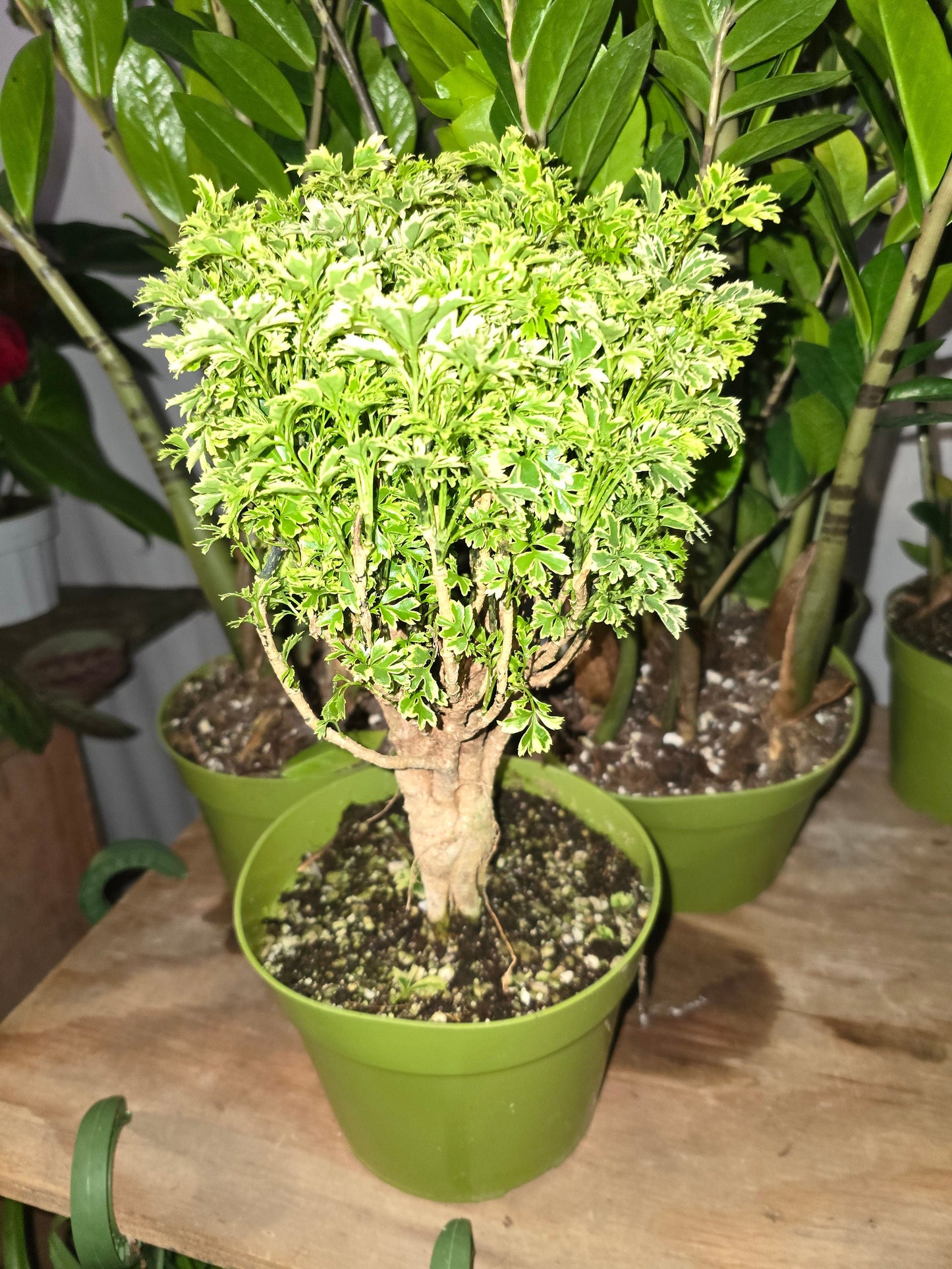 6 inch Pot - about 10-12" tall Bonsai Variegated Green and white/yellow Ming Aralia, Get one similar to picture - 🪴 Voelk Art & Plants Inc 🪴