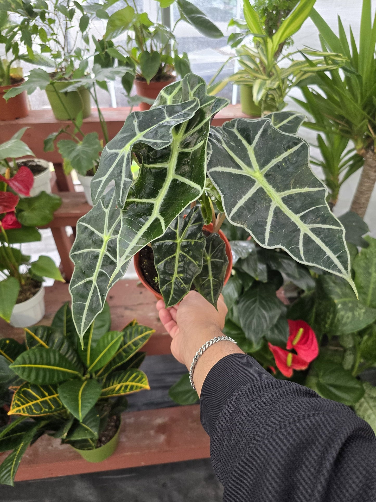 6 inch pot Alocasia Amazonica Polly- House Plant - in USA - Get similar to picture - 🪴 Voelk Art & Plants Inc 🪴