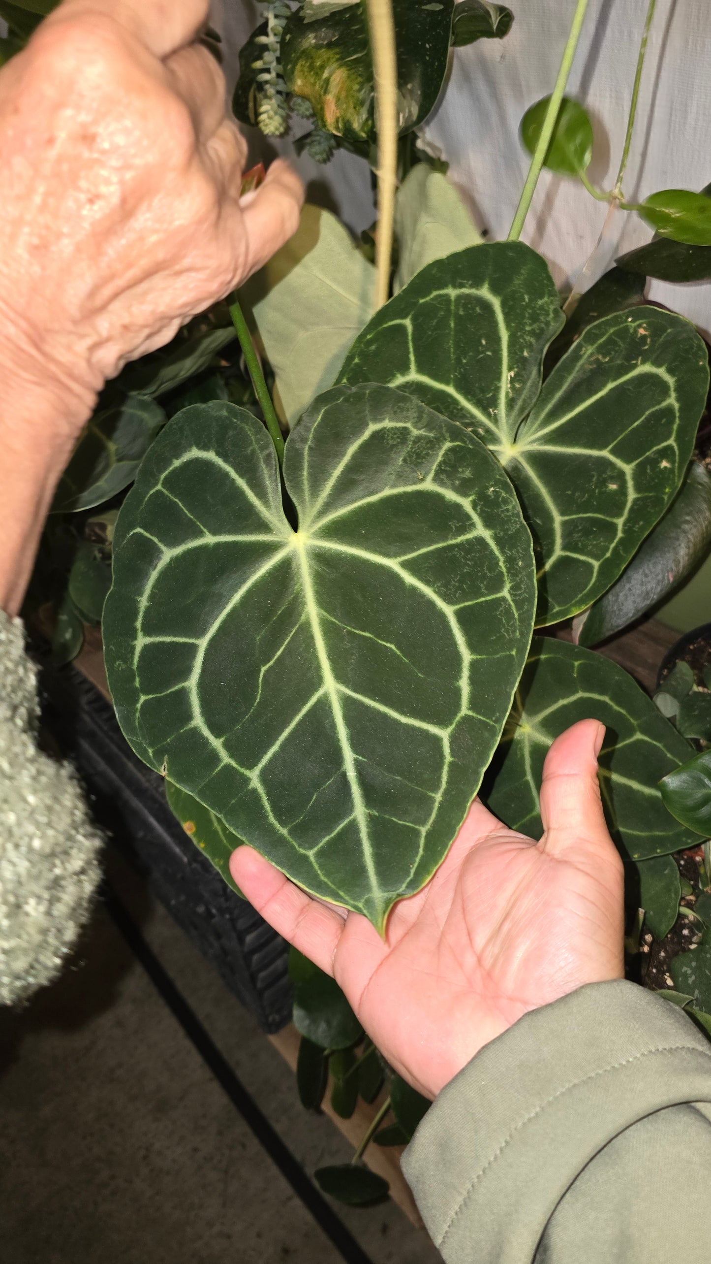 6 inch Pot Anthurium crystallinum - Get similar - 🪴 Voelk Art & Plants Inc 🪴