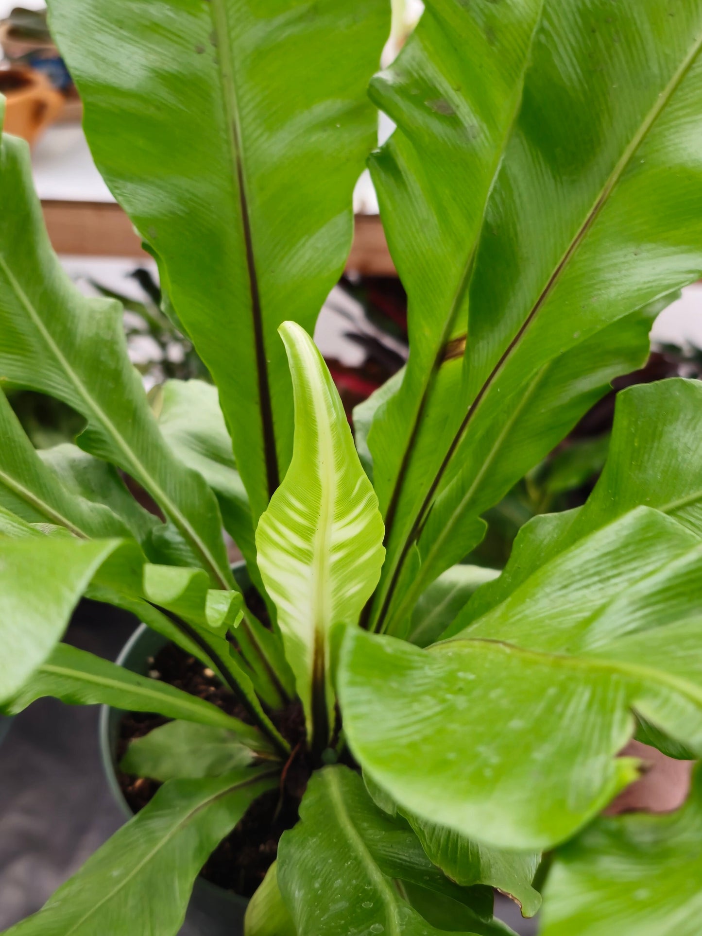 6 inch pot - Asplenium Nidus (Bird nest fern)- big Ferm house plant or outdoor - get similar as picture - 🪴 Voelk Art & Plants Inc 🪴
