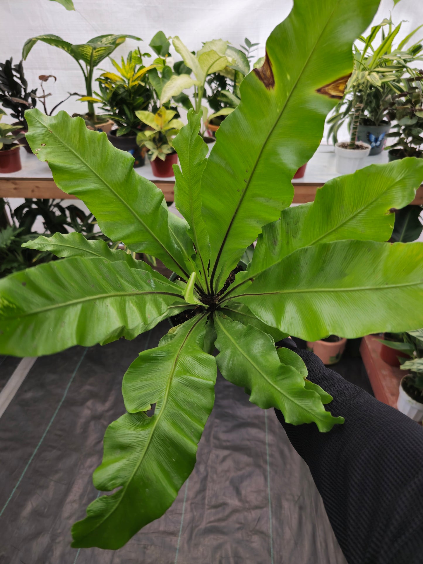 6 inch pot - Asplenium Nidus (Bird nest fern)- big Ferm house plant or outdoor - get similar as picture - 🪴 Voelk Art & Plants Inc 🪴