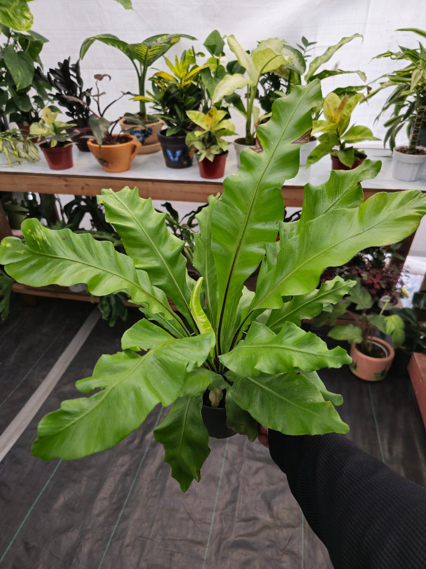 6 inch pot - Asplenium Nidus (Bird nest fern)- big Ferm house plant or outdoor - get similar as picture - 🪴 Voelk Art & Plants Inc 🪴