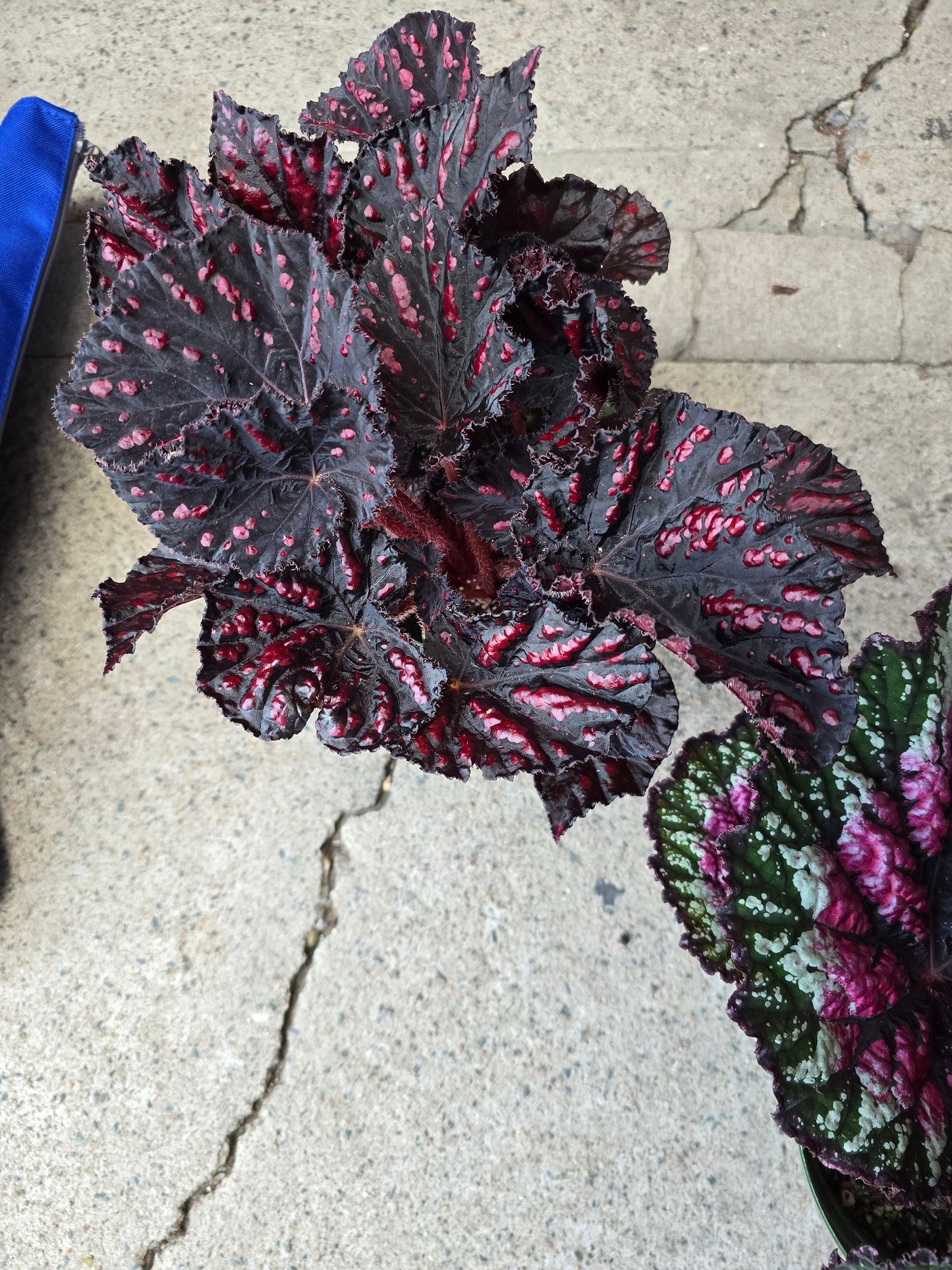 6 inch Pot - Begonia Rex 'Etna' - Easy care super red Begonia plant indoor outdoor easy care- Get similar to the picture - 🪴 Voelk Art & Plants Inc 🪴