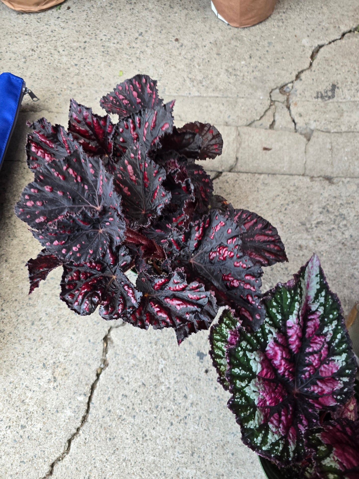 6 inch Pot - Begonia Rex 'Etna' - Easy care super red Begonia plant indoor outdoor easy care- Get similar to the picture - 🪴 Voelk Art & Plants Inc 🪴