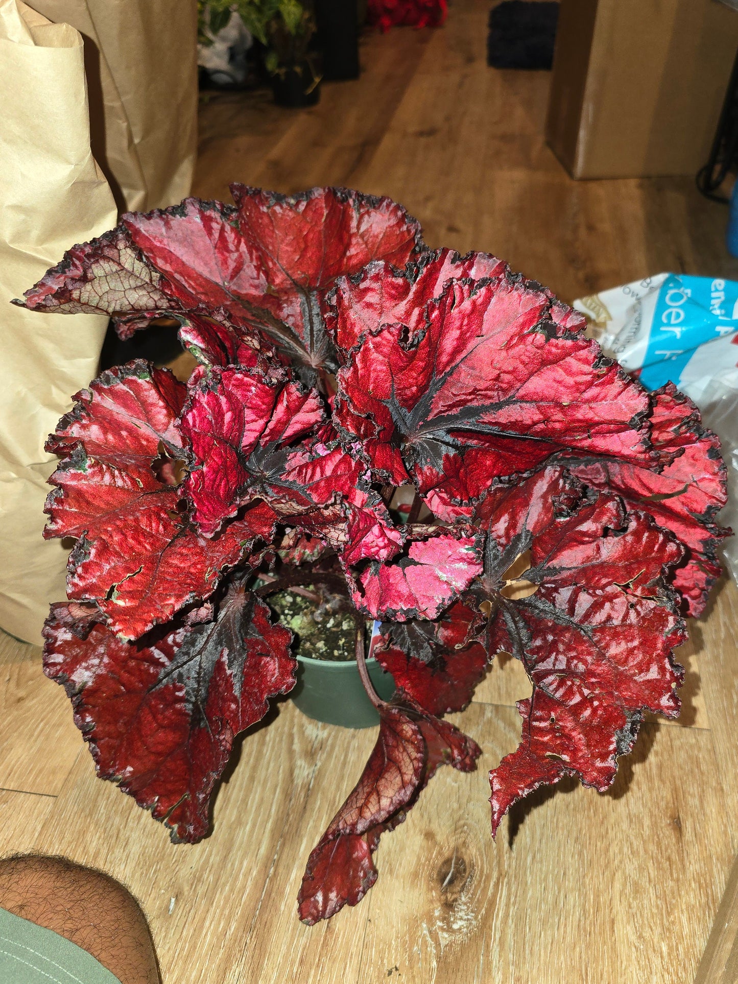 6 inch Pot - Begonia Rex Red Robin - Easy care super red Begonia plant indoor outdoor easy care- Get similar to the picture - 🪴 Voelk Art & Plants Inc 🪴