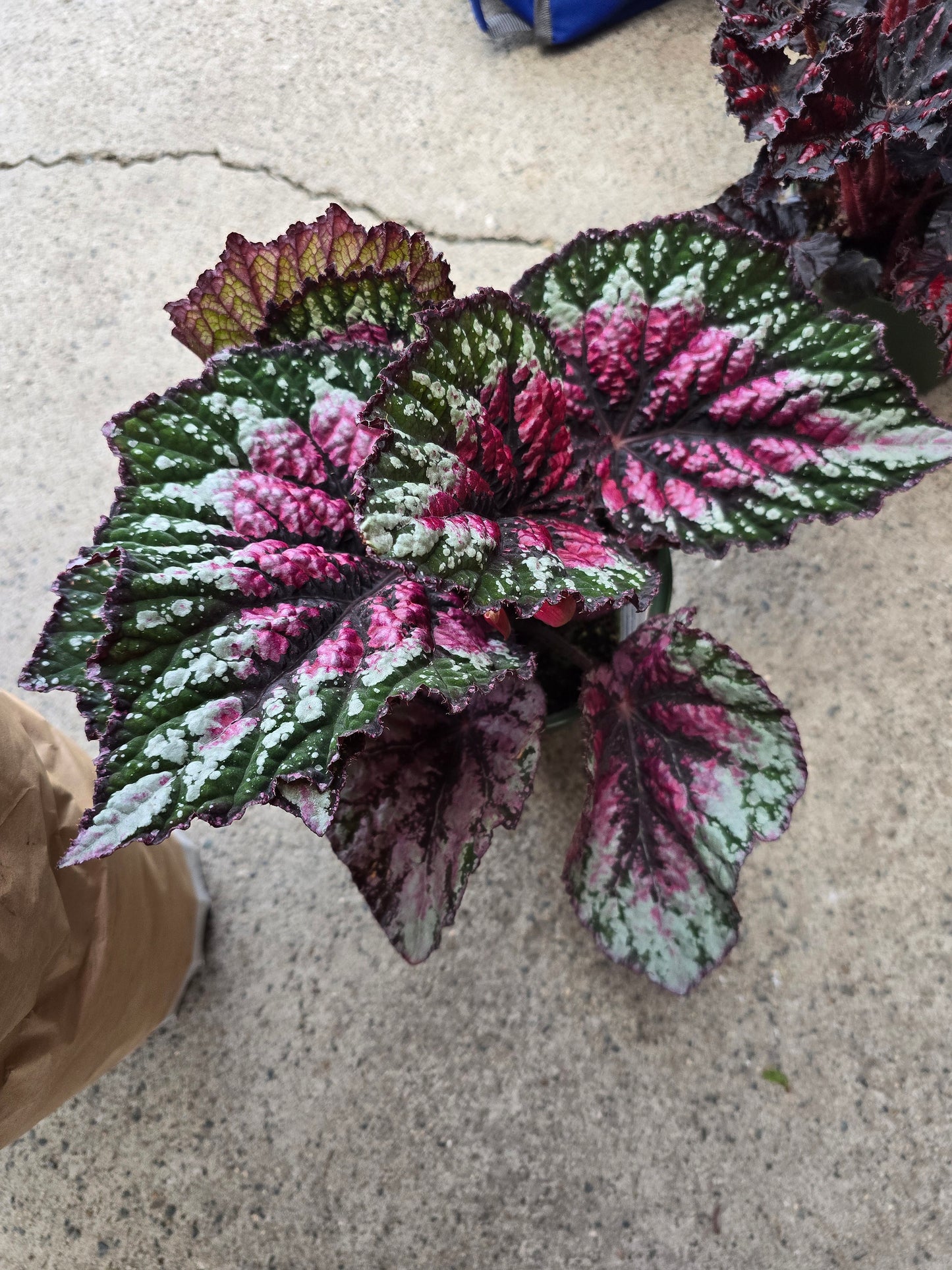 6 inch Pot - Begonia Rex 'Salsa' - Easy care super red Begonia plant indoor outdoor easy care- Get similar to the picture - 🪴 Voelk Art & Plants Inc 🪴