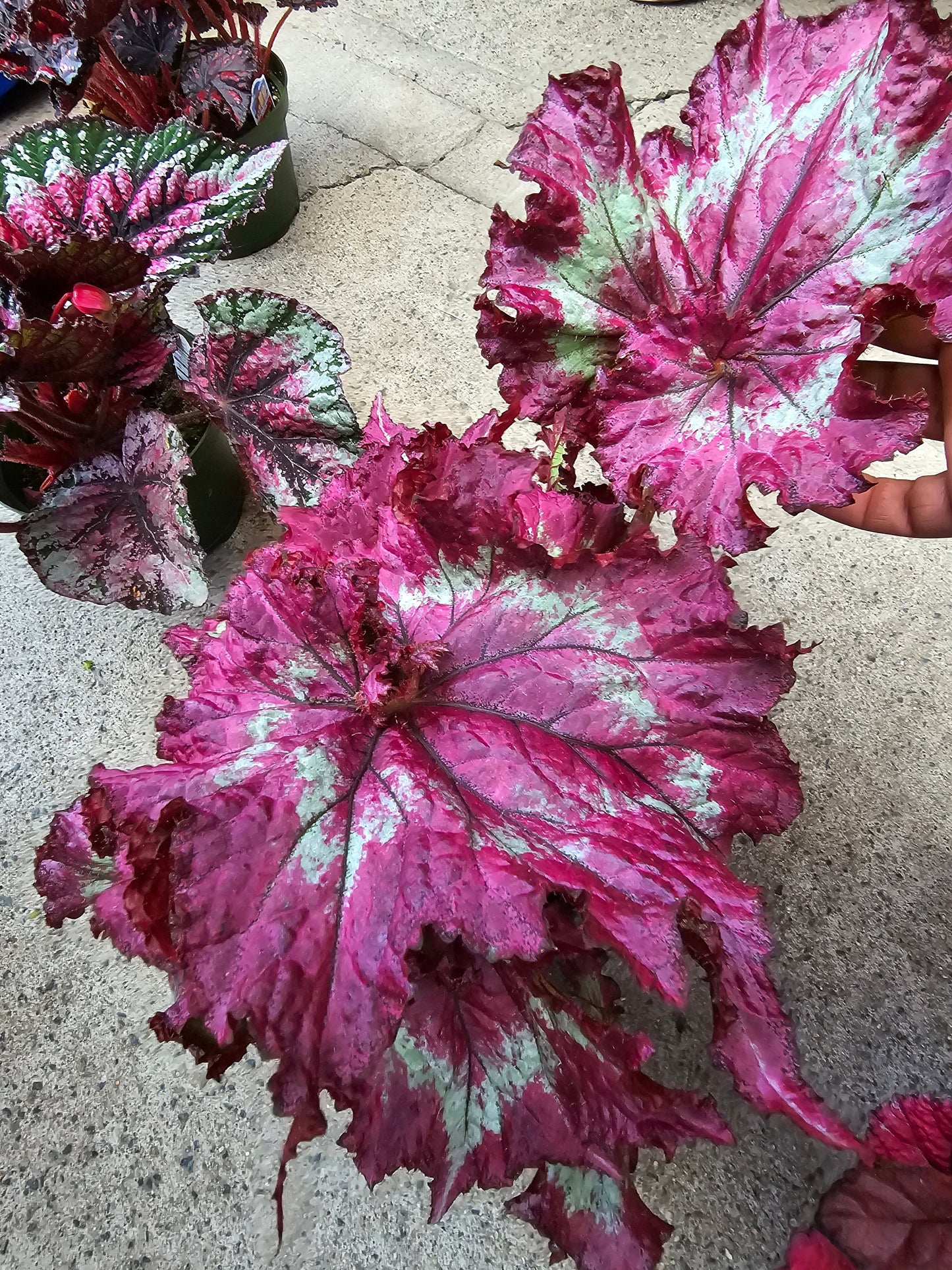 6 inch Pot - Begonia Tie Dye - Pink Banded Raspberry Torte - T rex - Get similar to the picture - 🪴 Voelk Art & Plants Inc 🪴