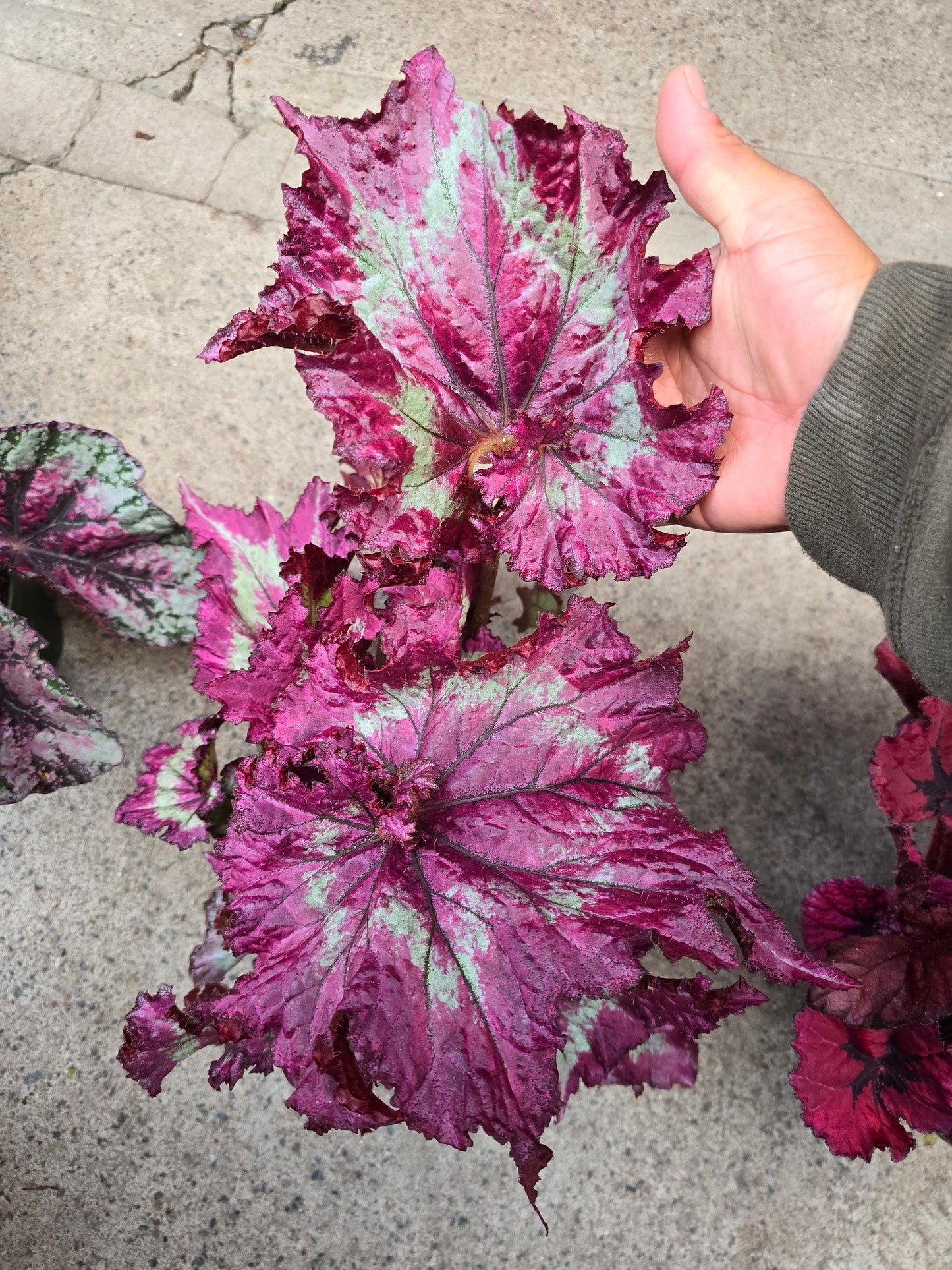 6 inch Pot - Begonia Tie Dye - Pink Banded Raspberry Torte - T rex - Get similar to the picture - 🪴 Voelk Art & Plants Inc 🪴
