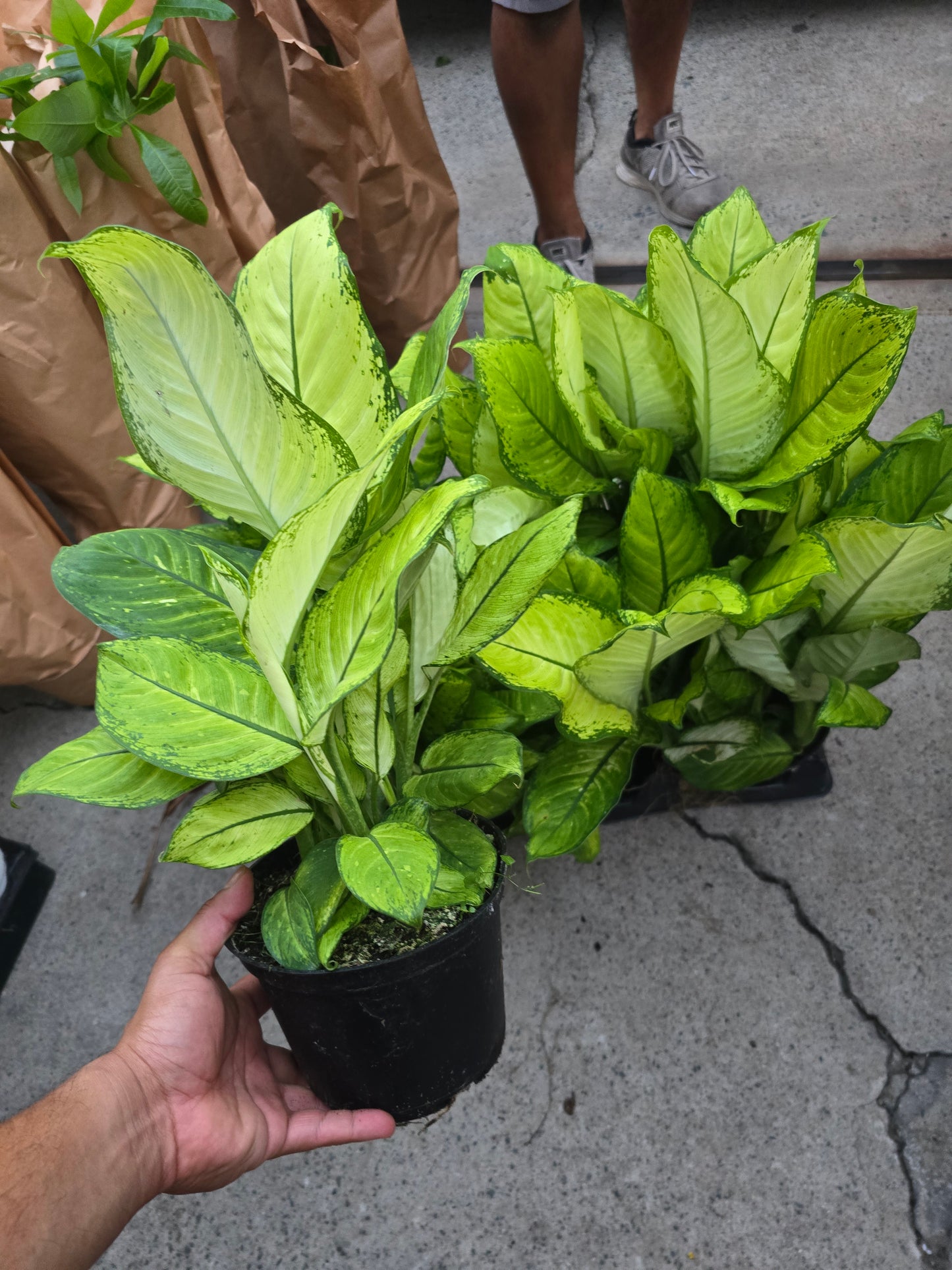 6 inch Pot- Big 1.5 ft tall Dieffenbachia 'Camouflage' Indoor Plant easy care air Purifier- Get similar to picture! - 🪴 Voelk Art & Plants Inc 🪴