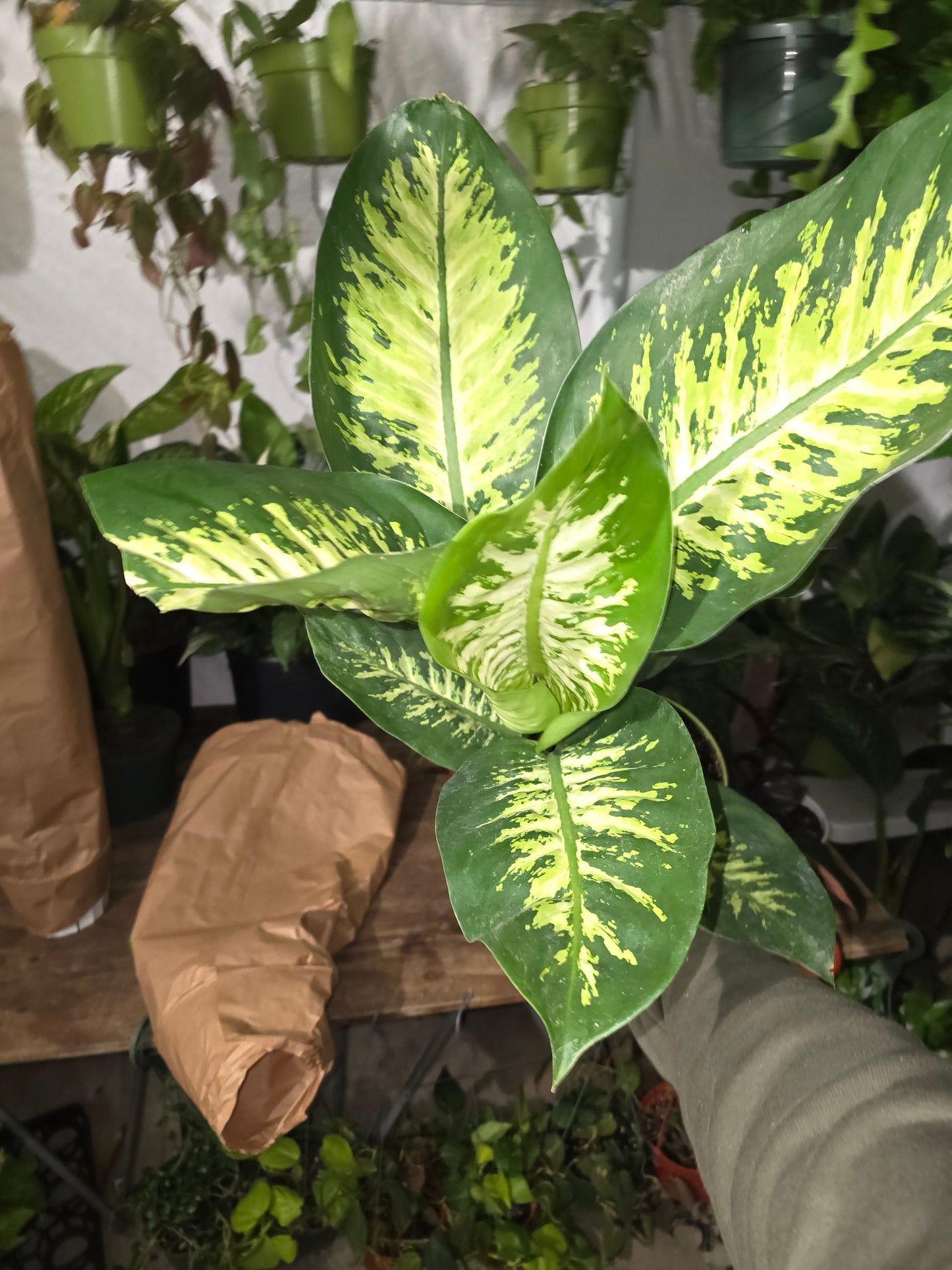 6 inch Pot- Big 2 ft. tall Dieffenbachia Dumb Cane Indoor Plant easy care air Purifier- Get similar to picture! - 🪴 Voelk Art & Plants Inc 🪴