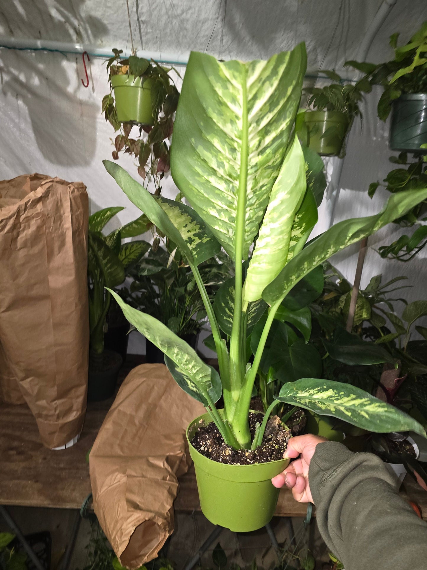 6 inch Pot- Big 2 ft. tall Dieffenbachia Dumb Cane Indoor Plant easy care air Purifier- Get similar to picture! - 🪴 Voelk Art & Plants Inc 🪴
