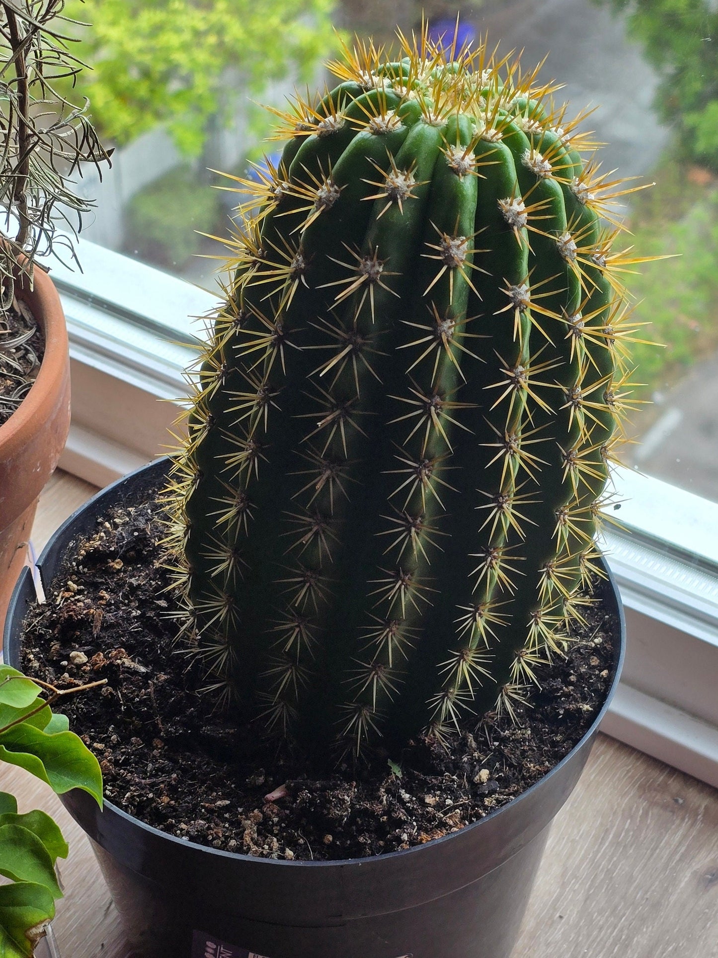 6 inch Pot - Big Cactus - Exact Plant! (Picture June 10, 2024) - 🪴 Voelk Art & Plants Inc 🪴