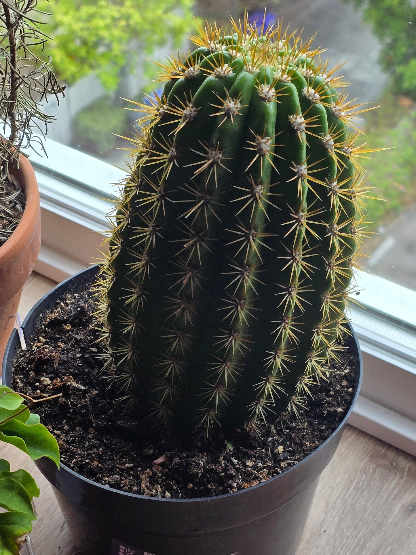 6 inch Pot - Big Cactus - Exact Plant! (Picture June 10, 2024) - 🪴 Voelk Art & Plants Inc 🪴