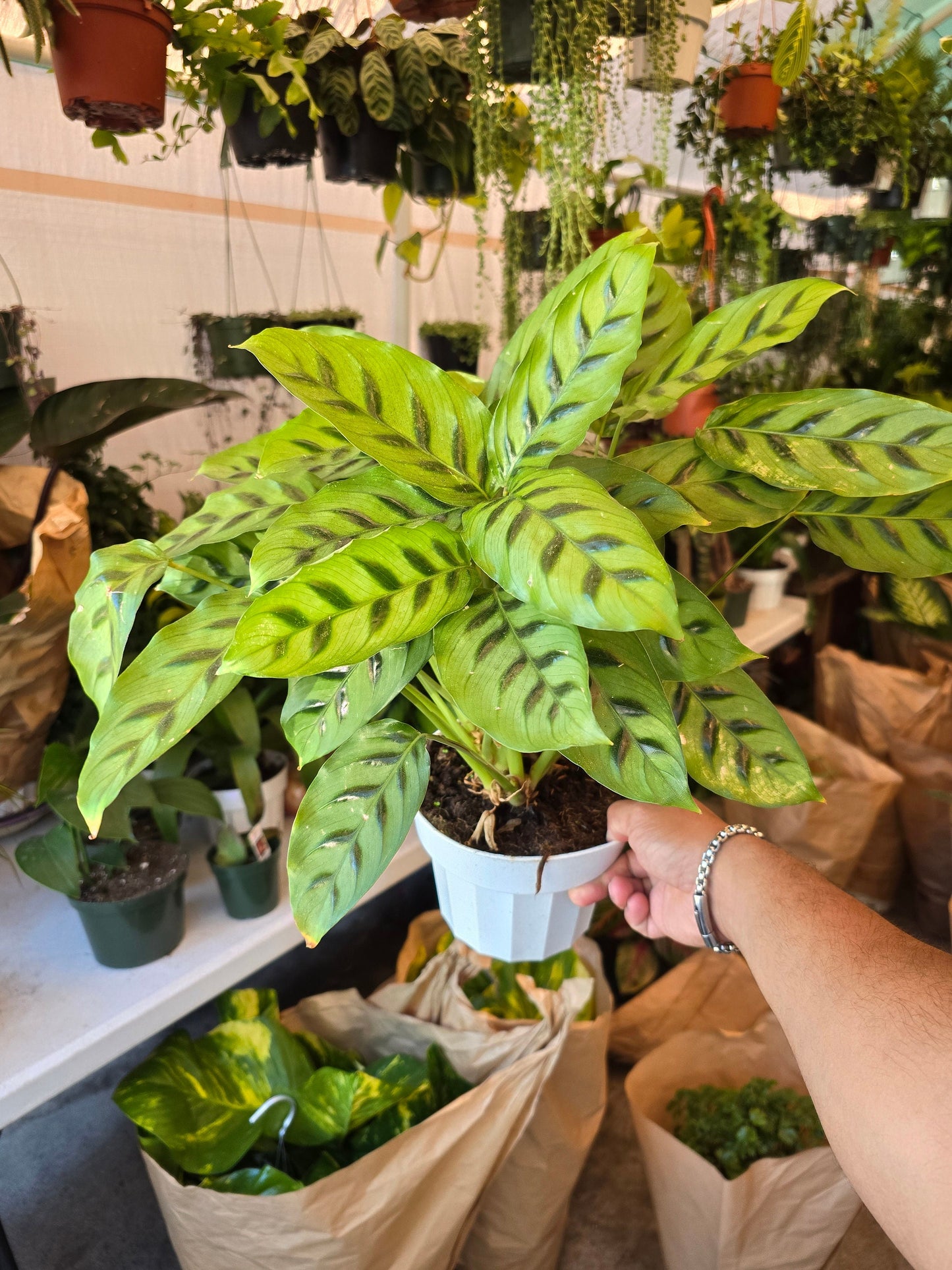 6 inch Pot - Big plant Calathea Leopardina indoor plant, easy care - Get similar to picture - 🪴 Voelk Art & Plants Inc 🪴