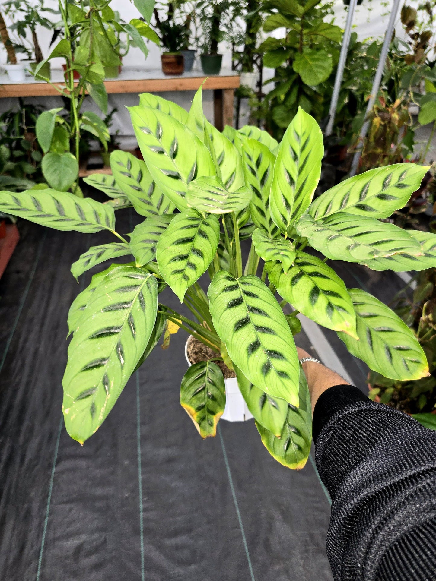 6 inch Pot - Big plant Calathea Leopardina indoor plant, easy care - Get similar to picture - 🪴 Voelk Art & Plants Inc 🪴