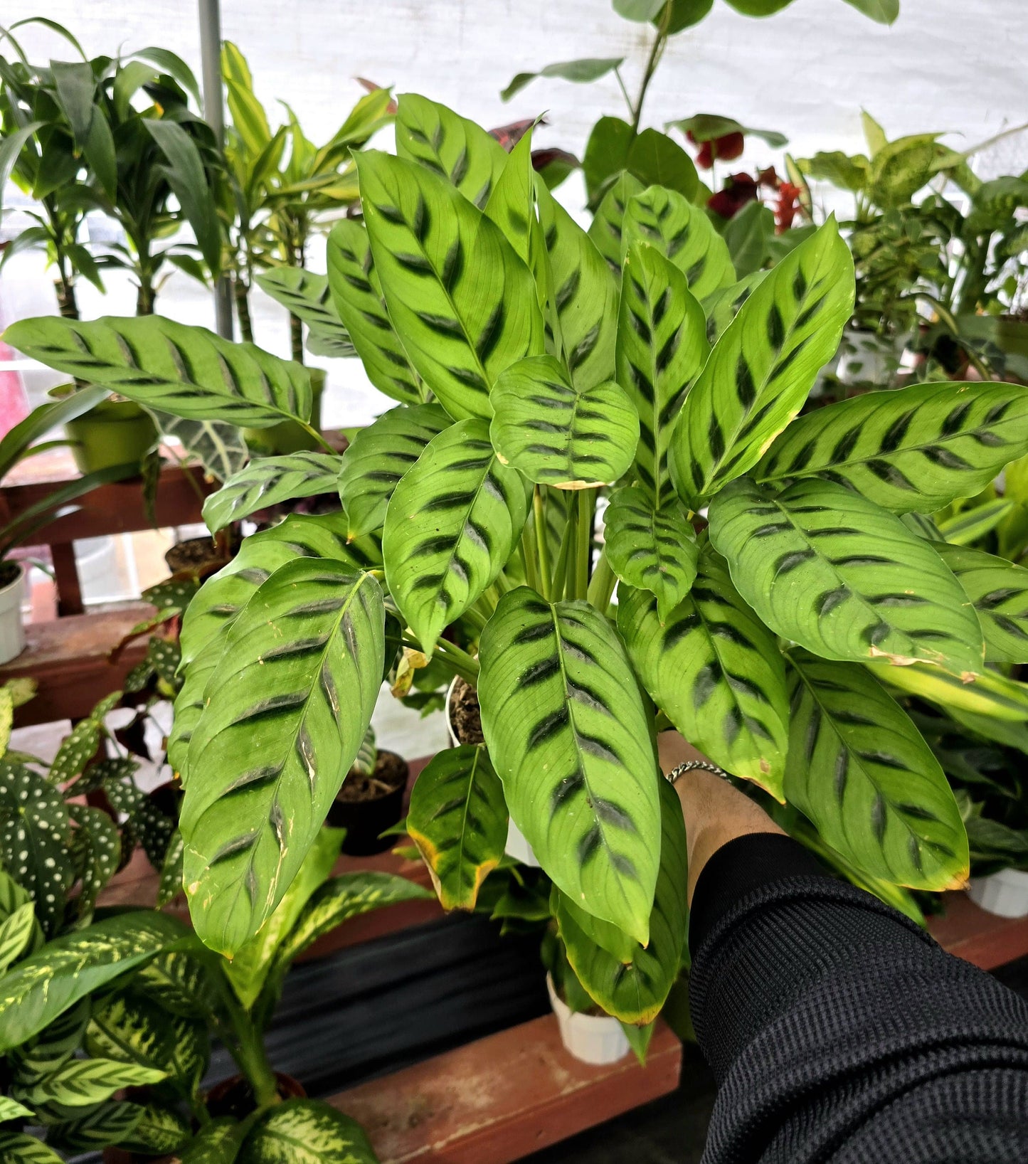 6 inch Pot - Big plant Calathea Leopardina indoor plant, easy care - Get similar to picture - 🪴 Voelk Art & Plants Inc 🪴