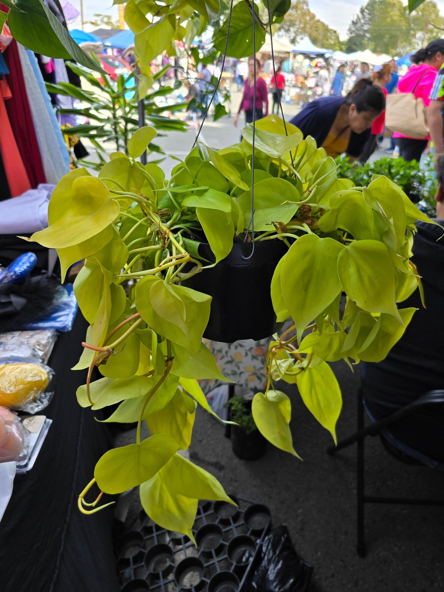 6 inch Pot - Big plant Philodendron Neon Cordatum -Easy Care - Get similar to picture! - 🪴 Voelk Art & Plants Inc 🪴