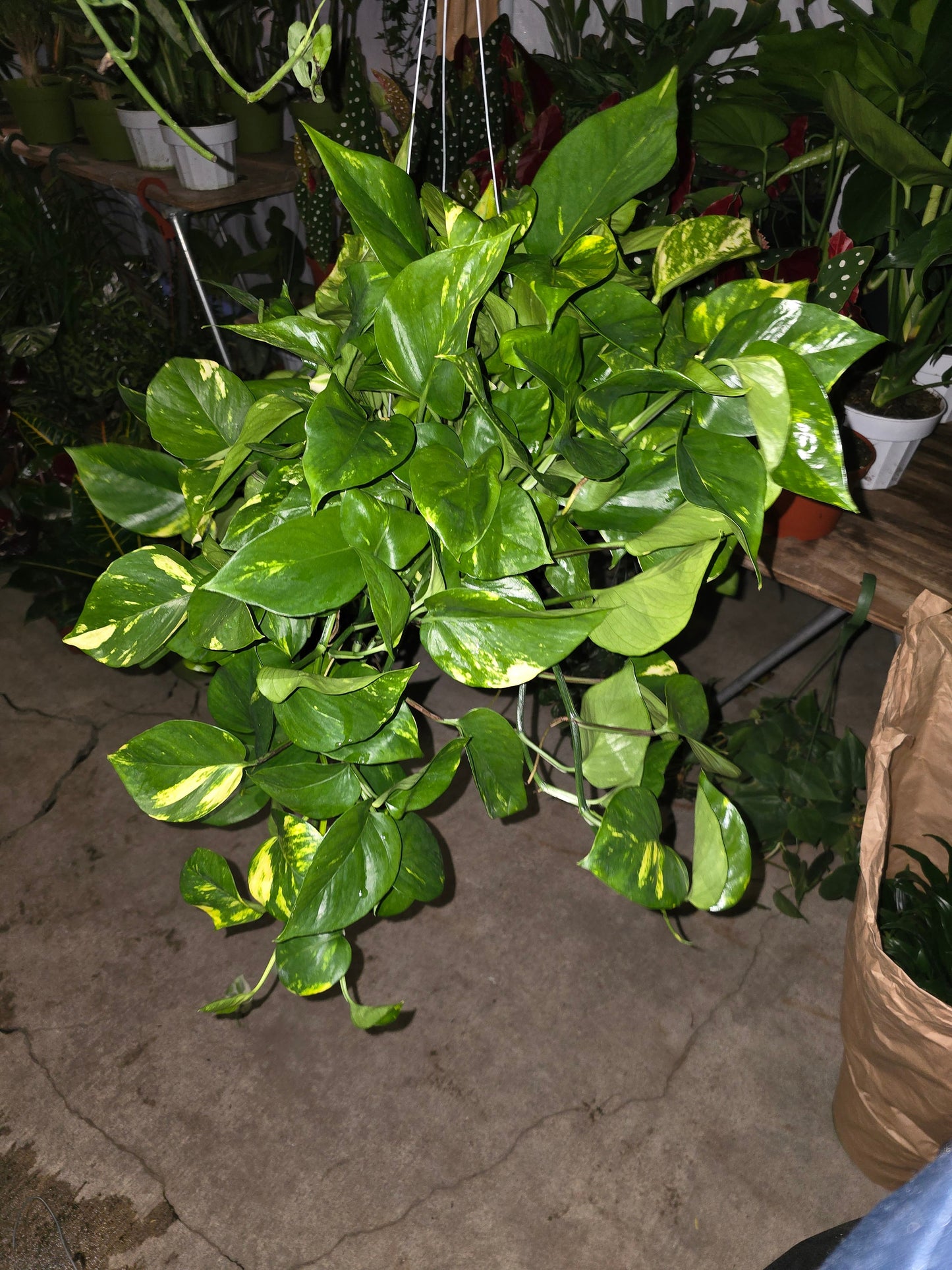 6 inch Pot - Big/XL Green Pothos Air Purifier for your indoor 1 foot strings at least - Get similar to picture or bigger! - 🪴 Voelk Art & Plants Inc 🪴