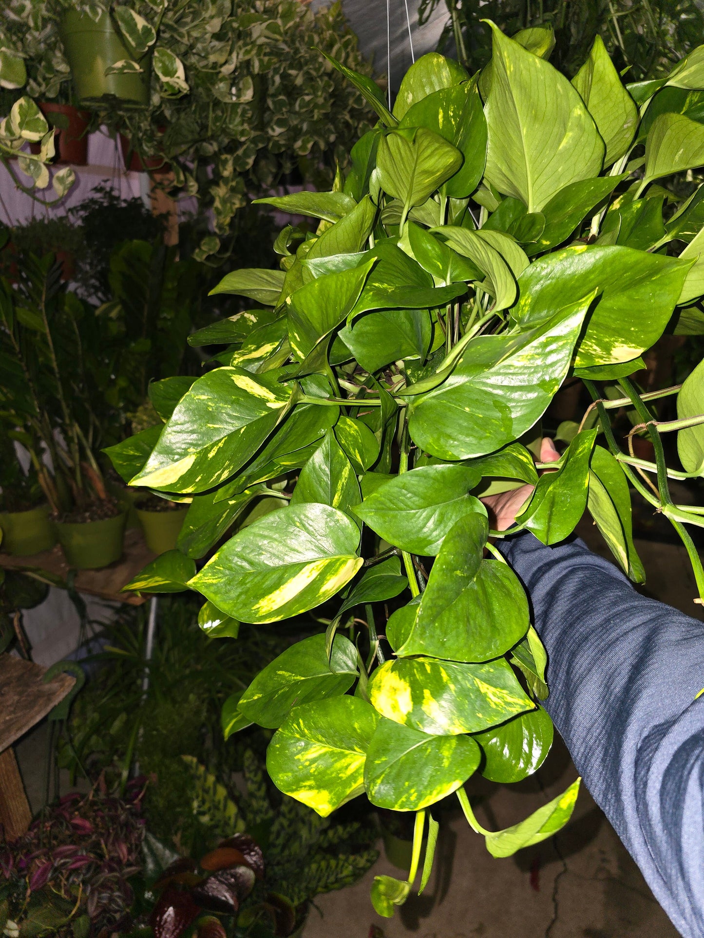 6 inch Pot - Big/XL Green Pothos Air Purifier for your indoor 1 foot strings at least - Get similar to picture or bigger! - 🪴 Voelk Art & Plants Inc 🪴