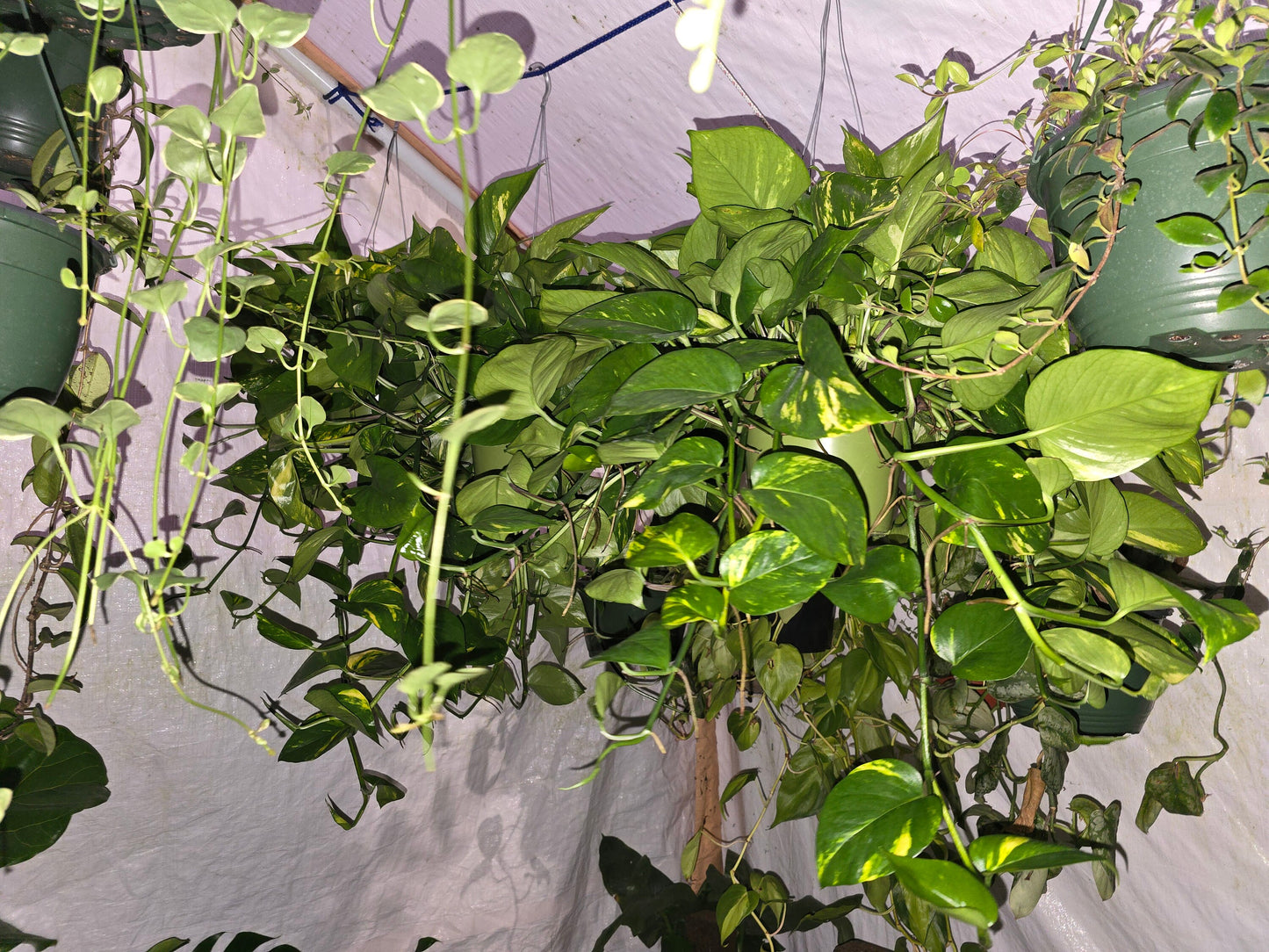 6 inch Pot - Big/XL Green Pothos Air Purifier for your indoor 1 foot strings at least - Get similar to picture or bigger! - 🪴 Voelk Art & Plants Inc 🪴