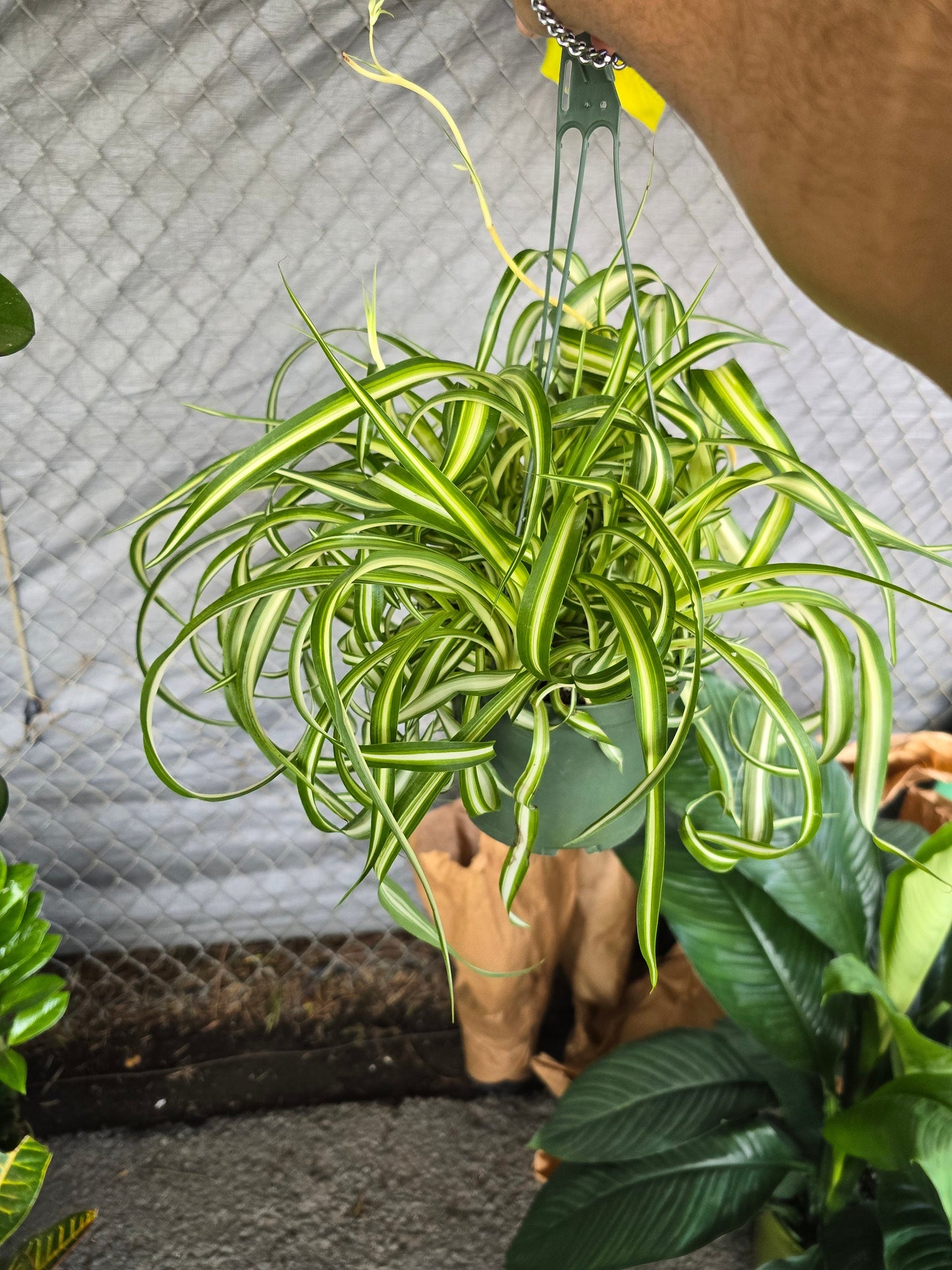 6 inch pot - Bonnie Curly Spider Plant - Live Tropical Houseplant, Perfect for Indoor/Outdoor Home and Office Decoration, Easy Care -Get similar - 🪴 Voelk Art & Plants Inc 🪴