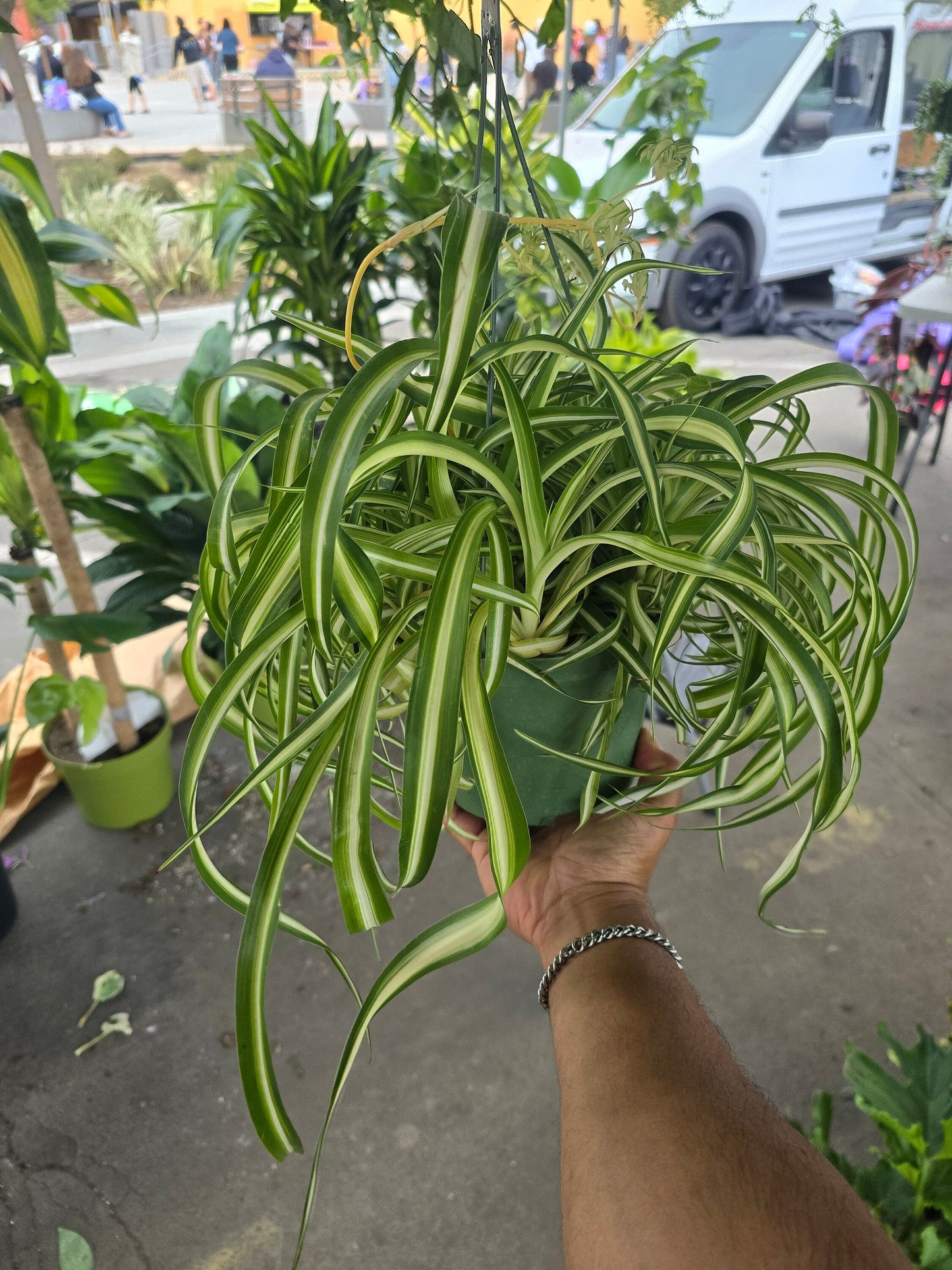 6 inch pot - Bonnie Curly Spider Plant - Live Tropical Houseplant, Perfect for Indoor/Outdoor Home and Office Decoration, Easy Care -Get similar - 🪴 Voelk Art & Plants Inc 🪴