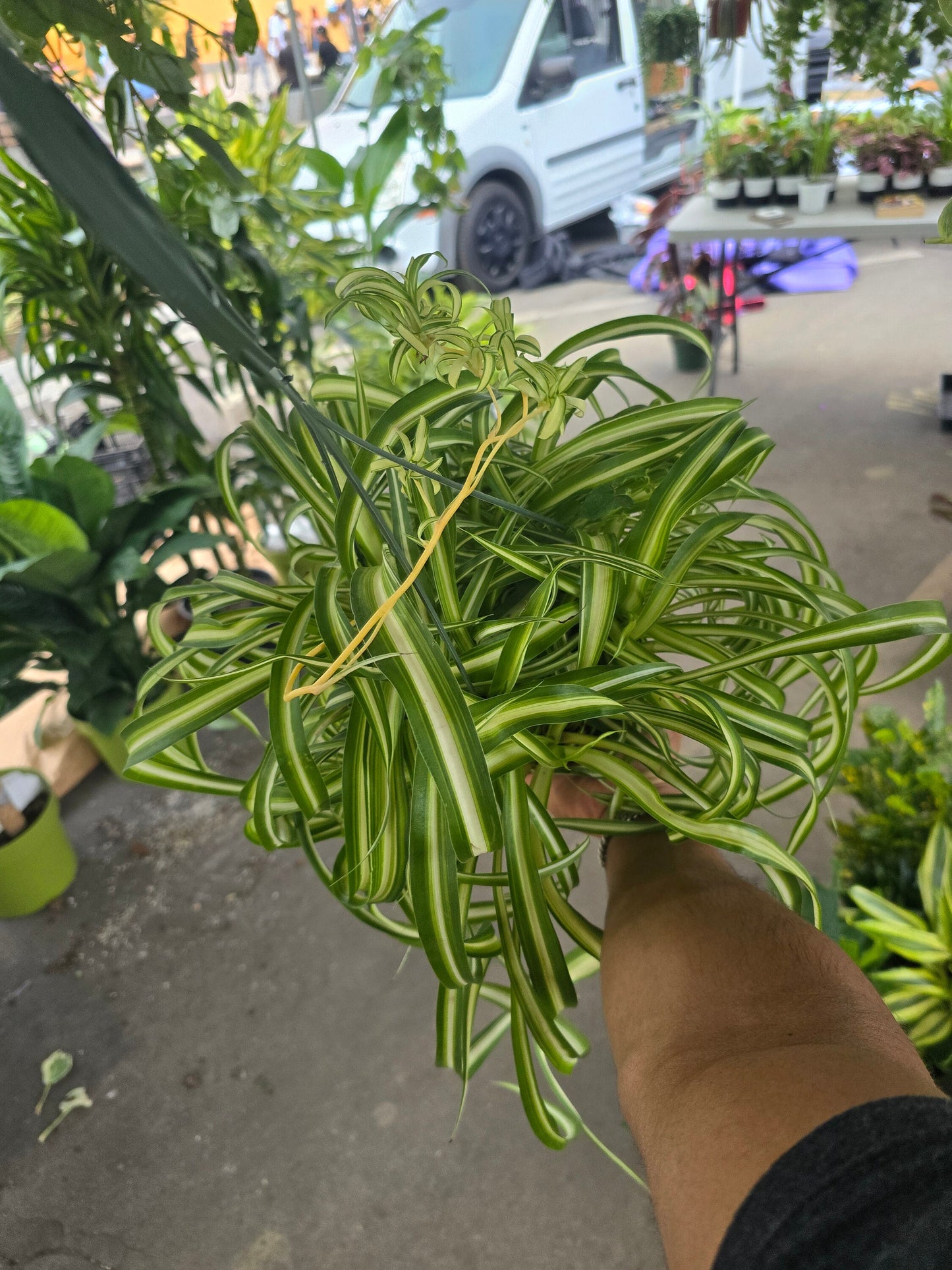 6 inch pot - Bonnie Curly Spider Plant - Live Tropical Houseplant, Perfect for Indoor/Outdoor Home and Office Decoration, Easy Care -Get similar - 🪴 Voelk Art & Plants Inc 🪴