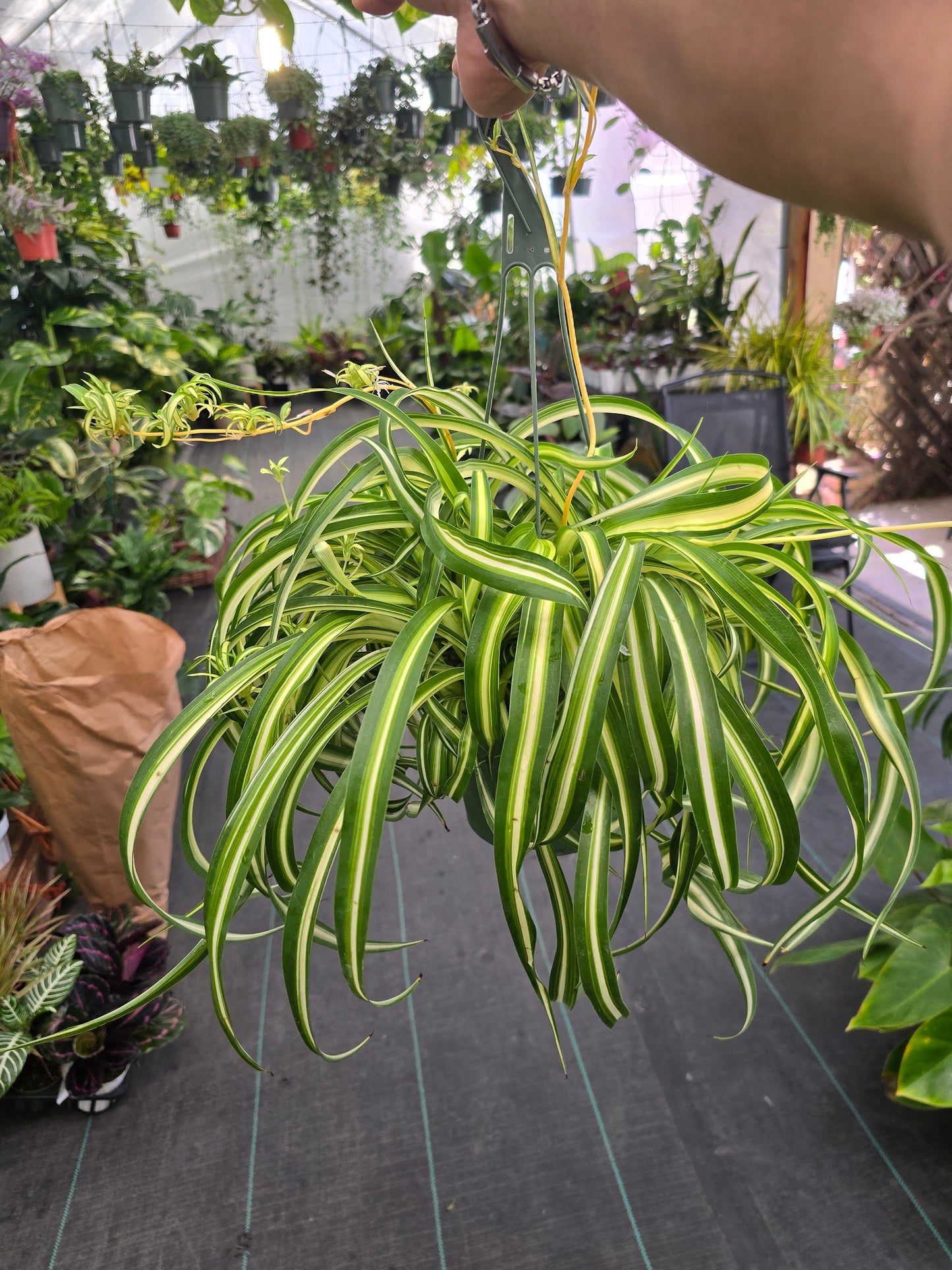 6 inch pot - Bonnie Curly Spider Plant - Live Tropical Houseplant, Perfect for Indoor/Outdoor Home and Office Decoration, Easy Care -Get similar - 🪴 Voelk Art & Plants Inc 🪴